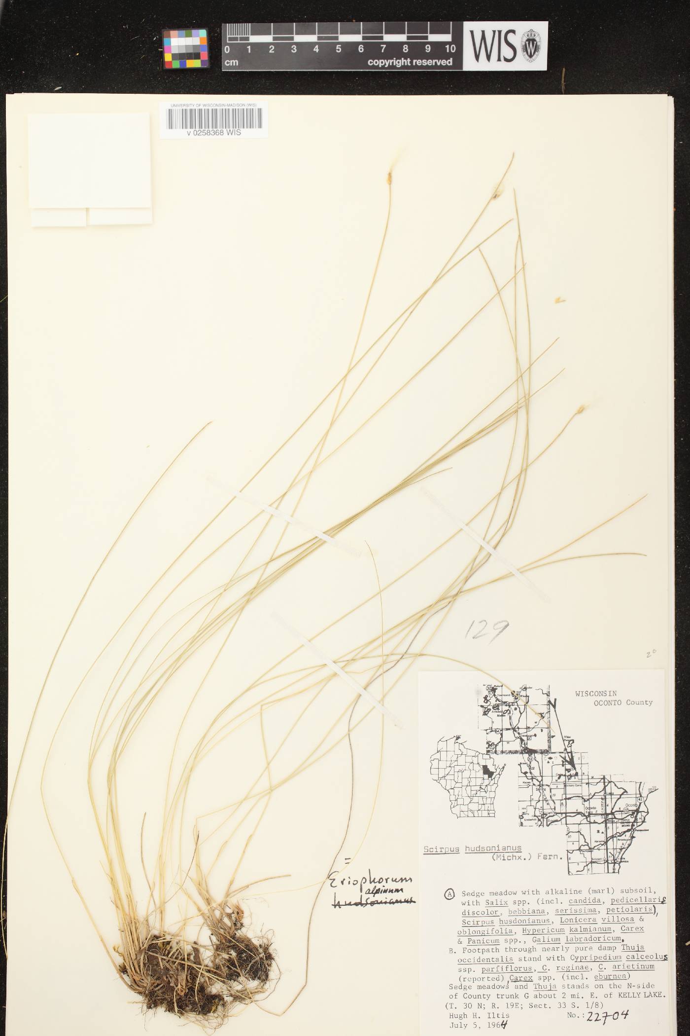 Trichophorum alpinum image