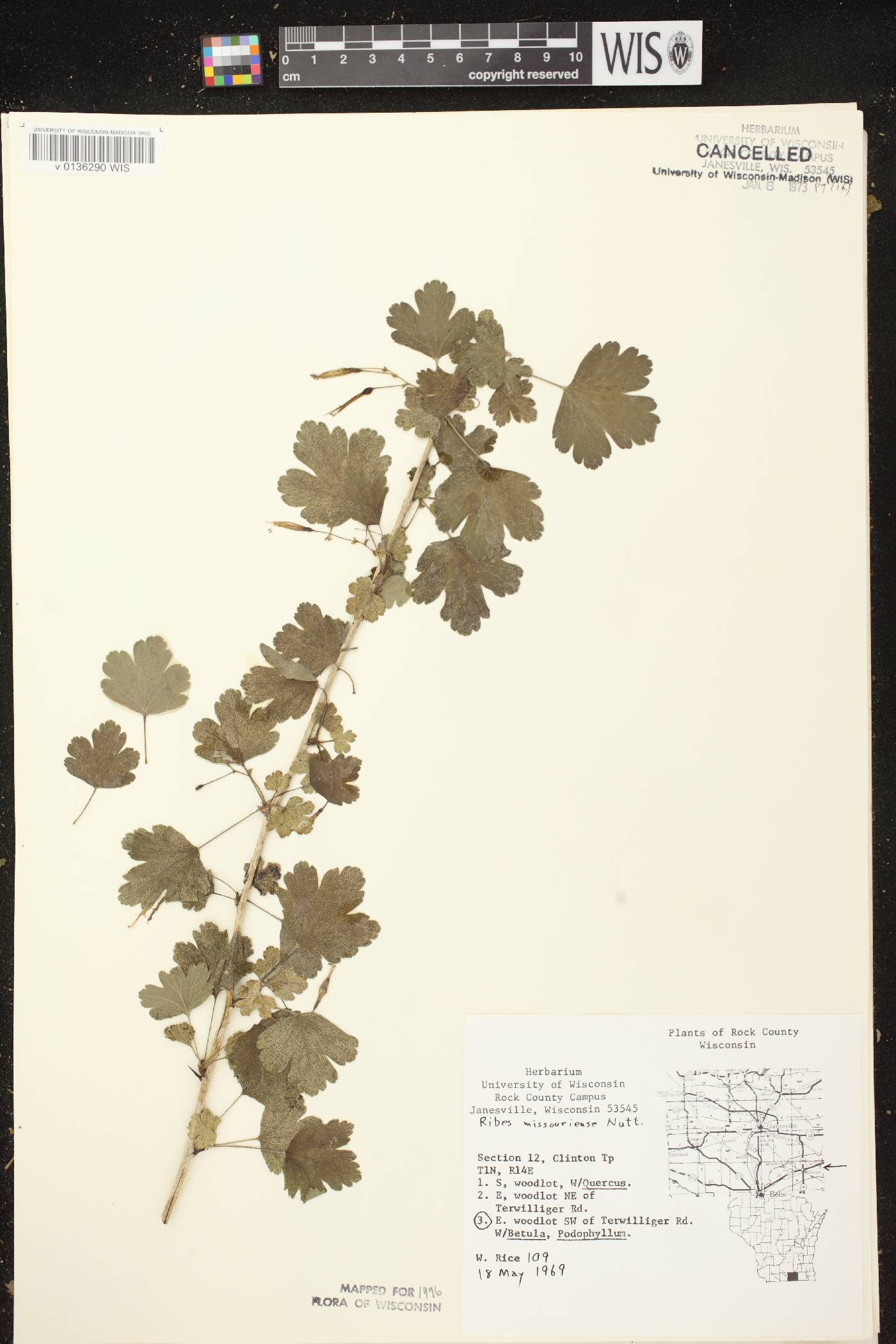 Ribes missouriense image