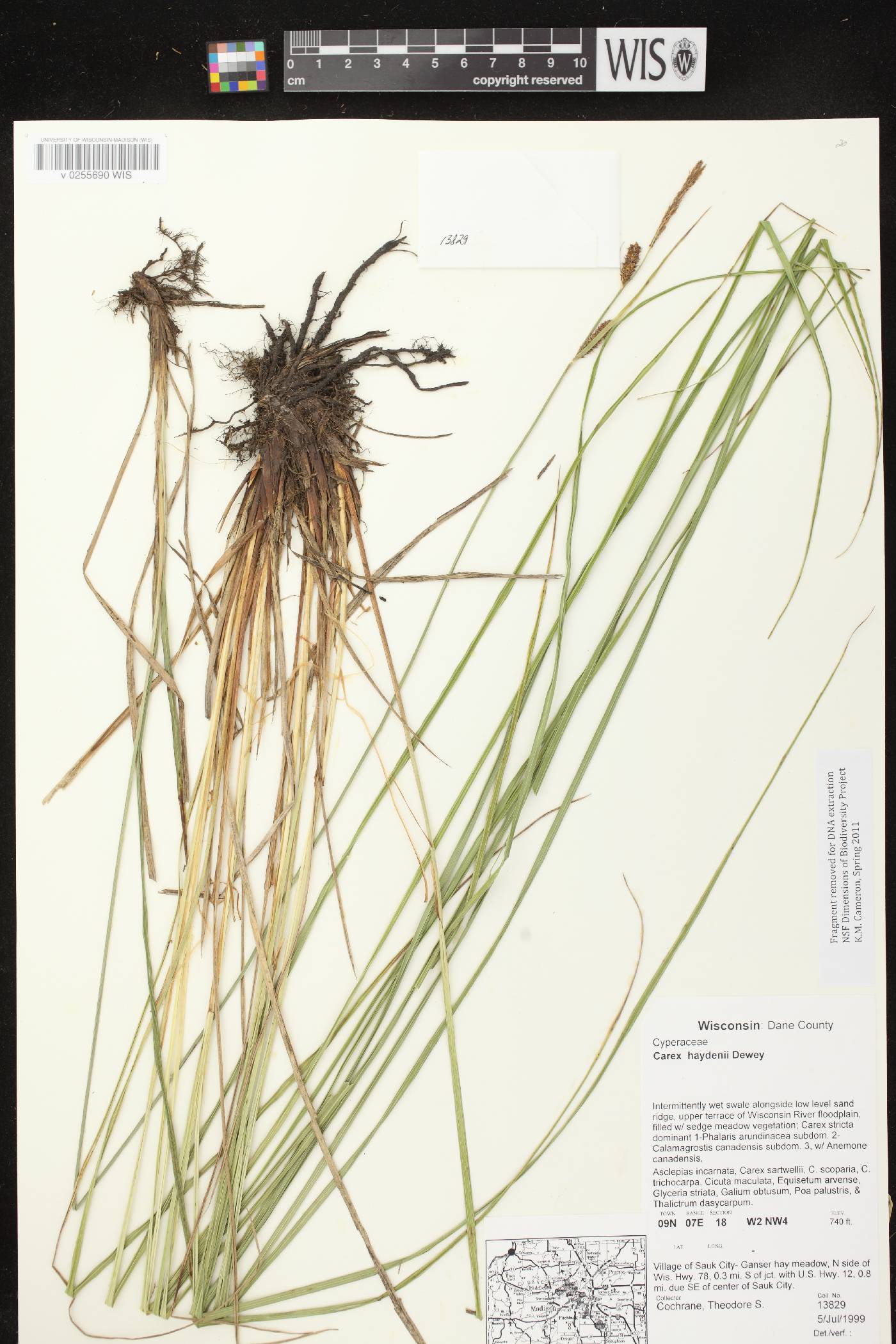 Carex haydenii image