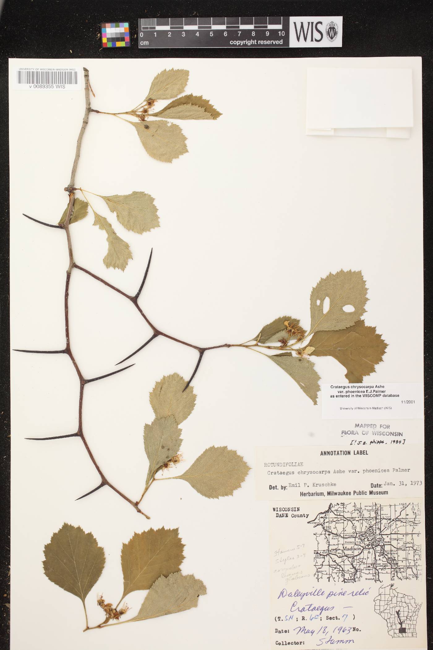 Crataegus chrysocarpa var. chrysocarpa image
