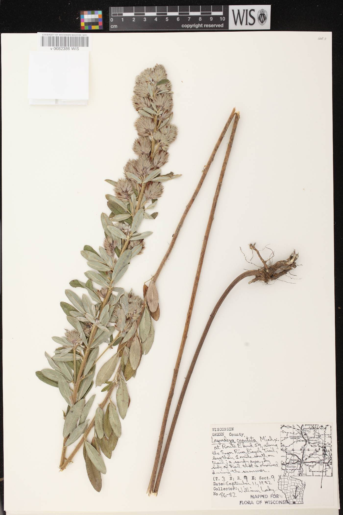 Lespedeza capitata image