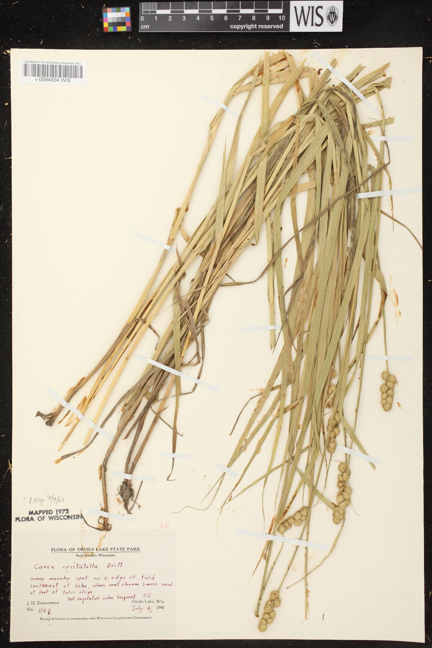 Carex cristatella image