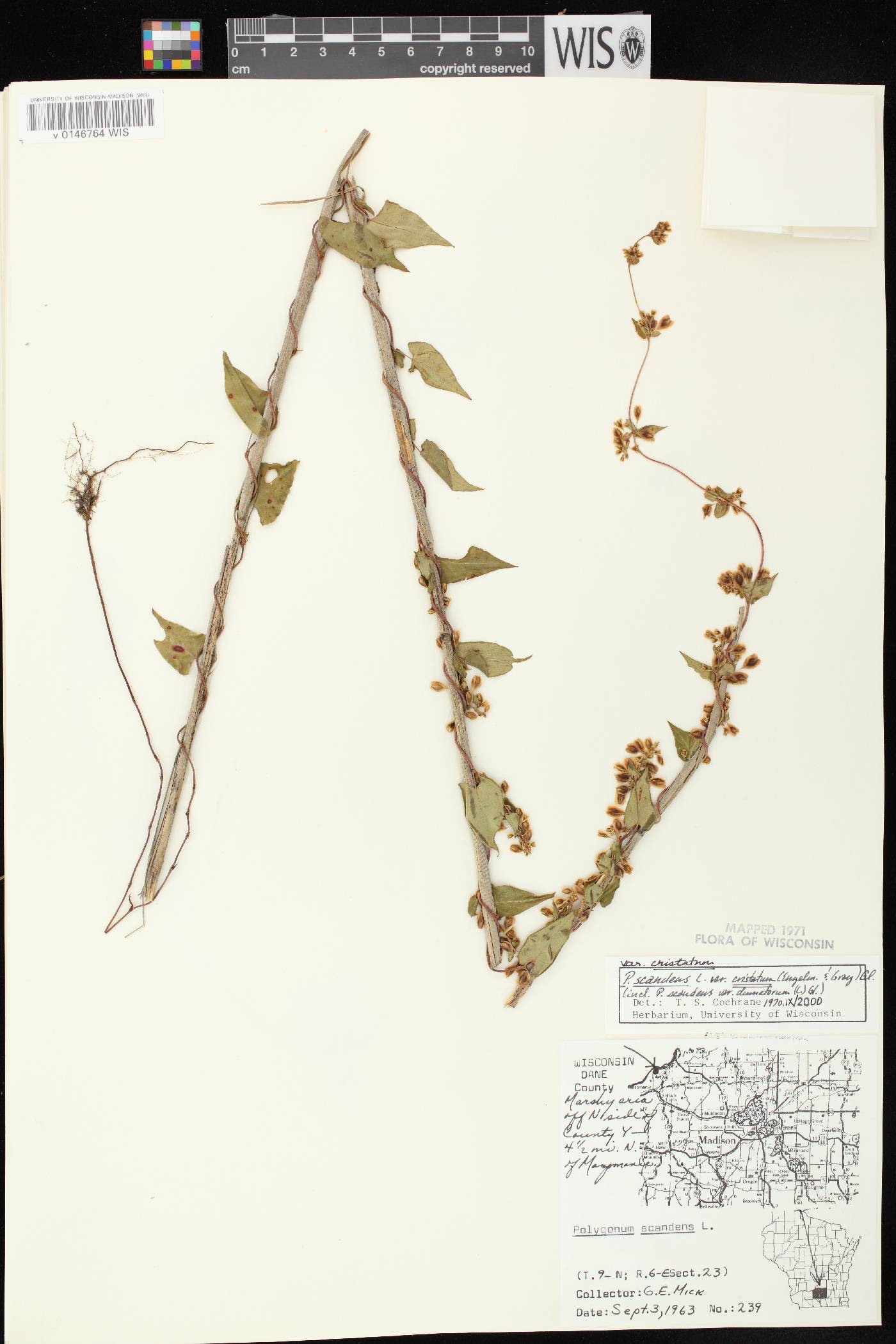 Fallopia scandens image