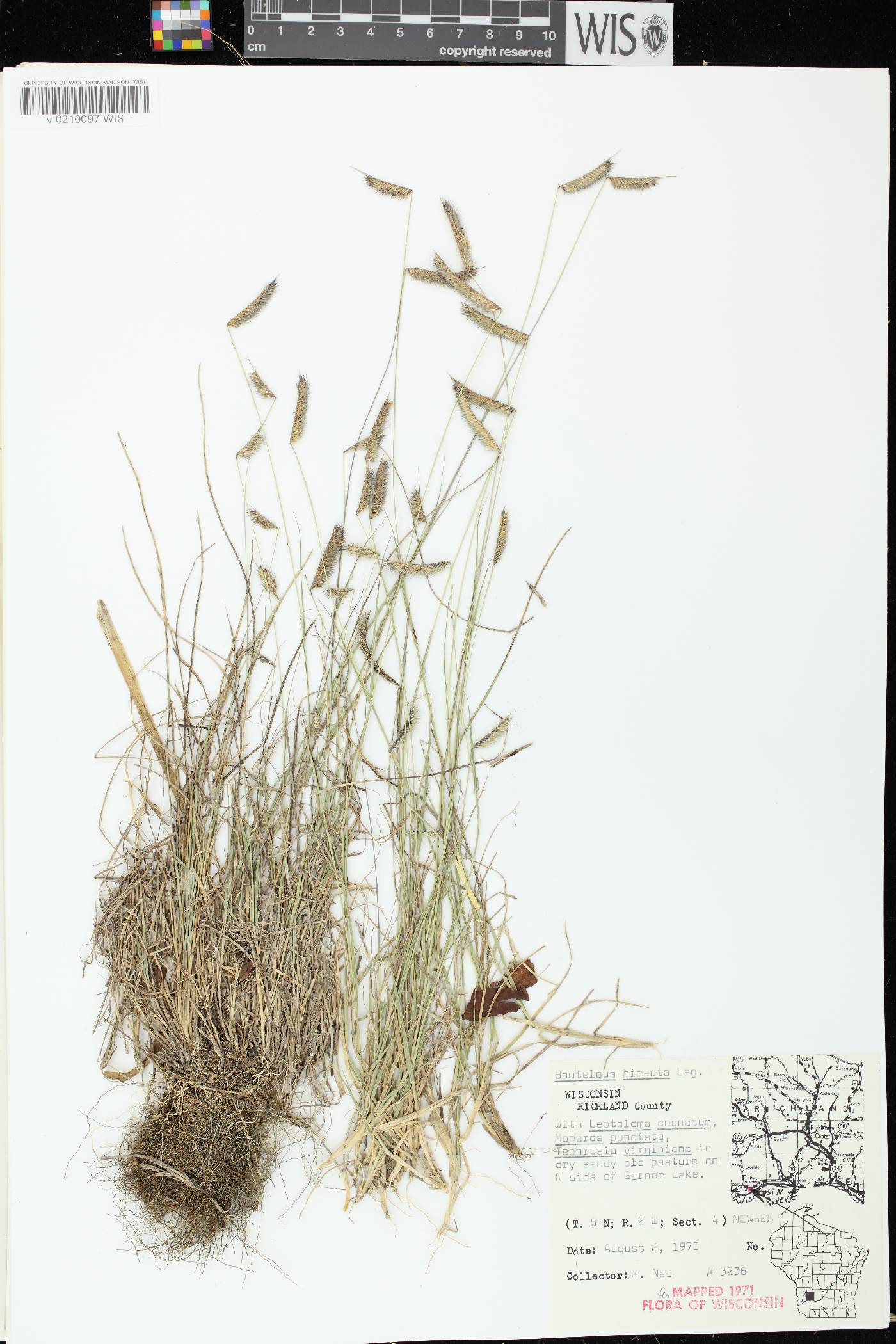 Bouteloua hirsuta subsp. hirsuta image
