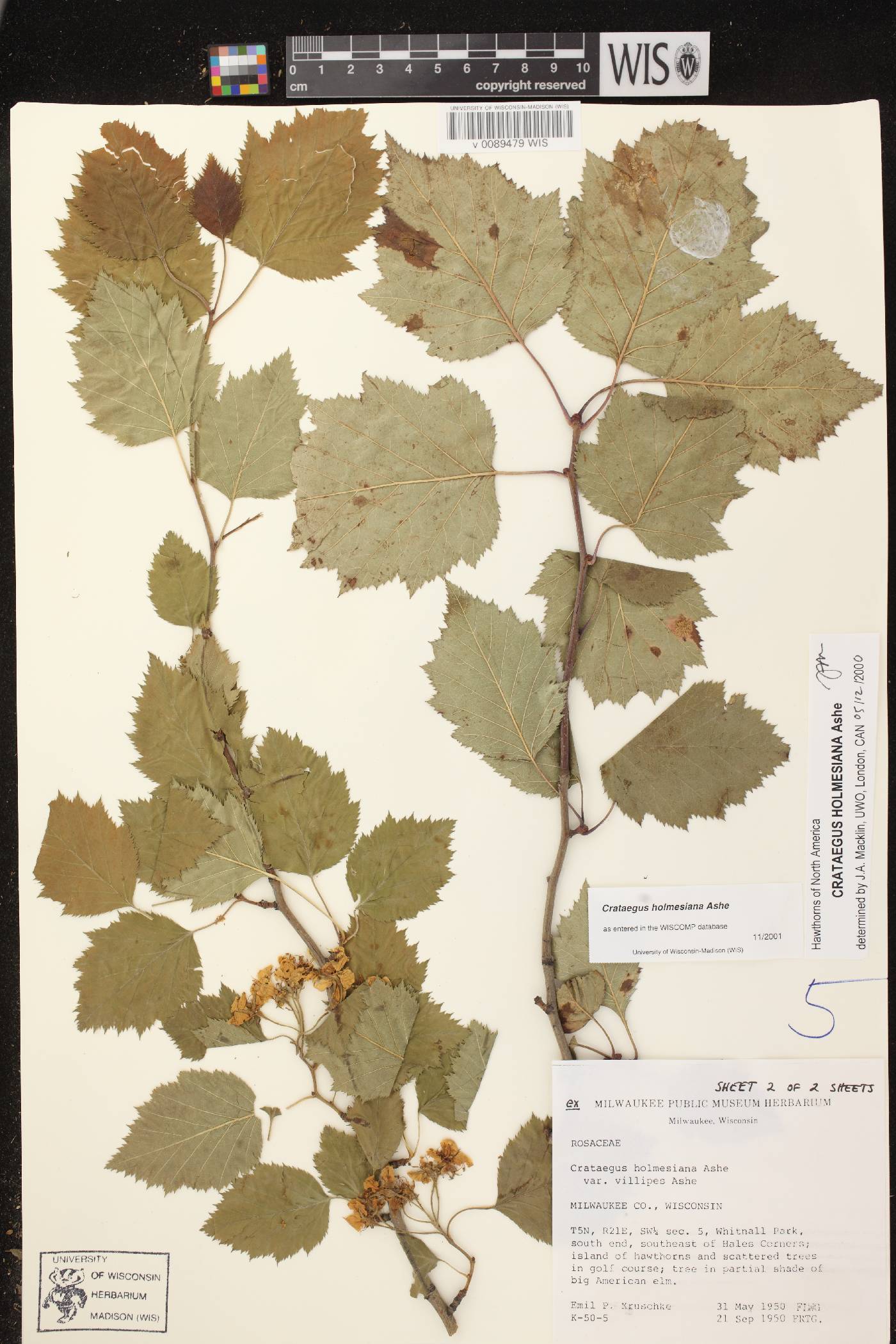 Crataegus holmesiana image
