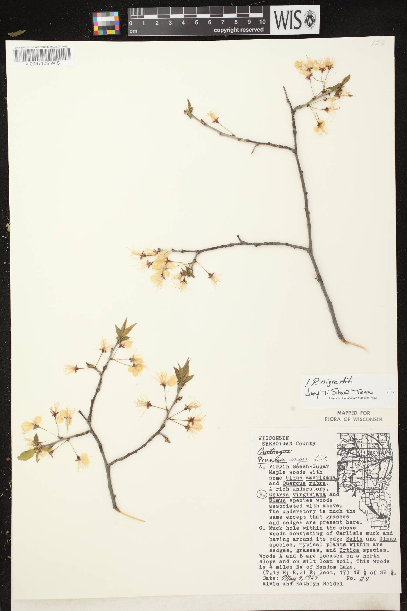 Prunus nigra image