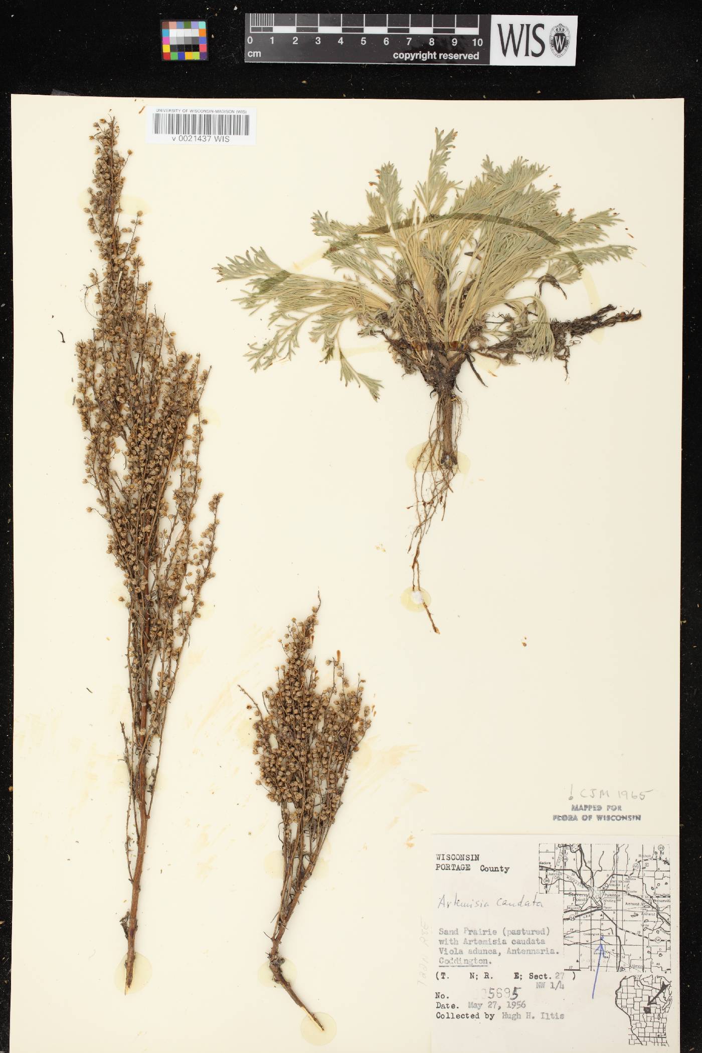 Artemisia campestris image