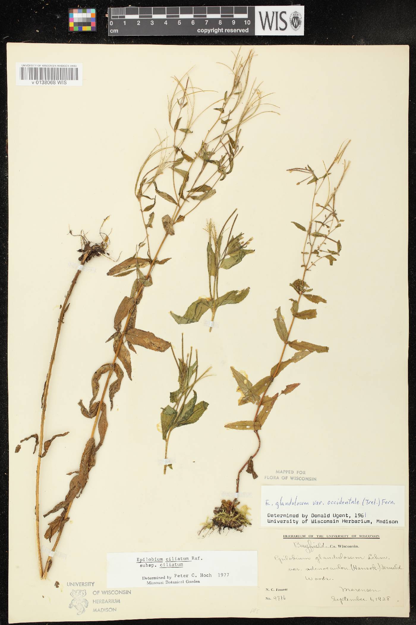 Epilobium ciliatum subsp. ciliatum image