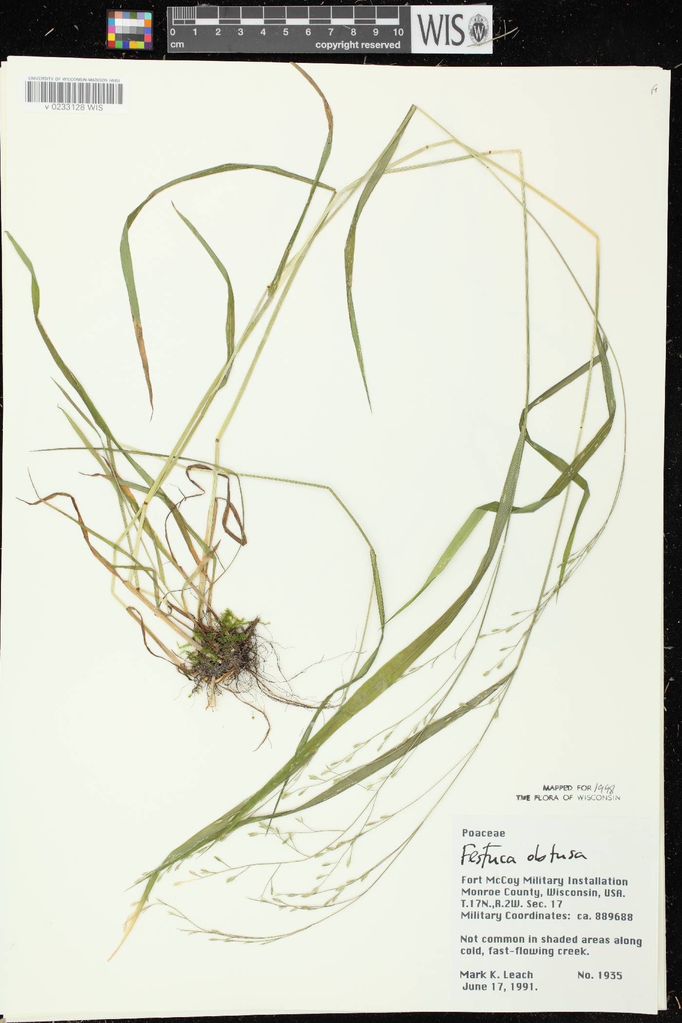 Festuca subverticillata image