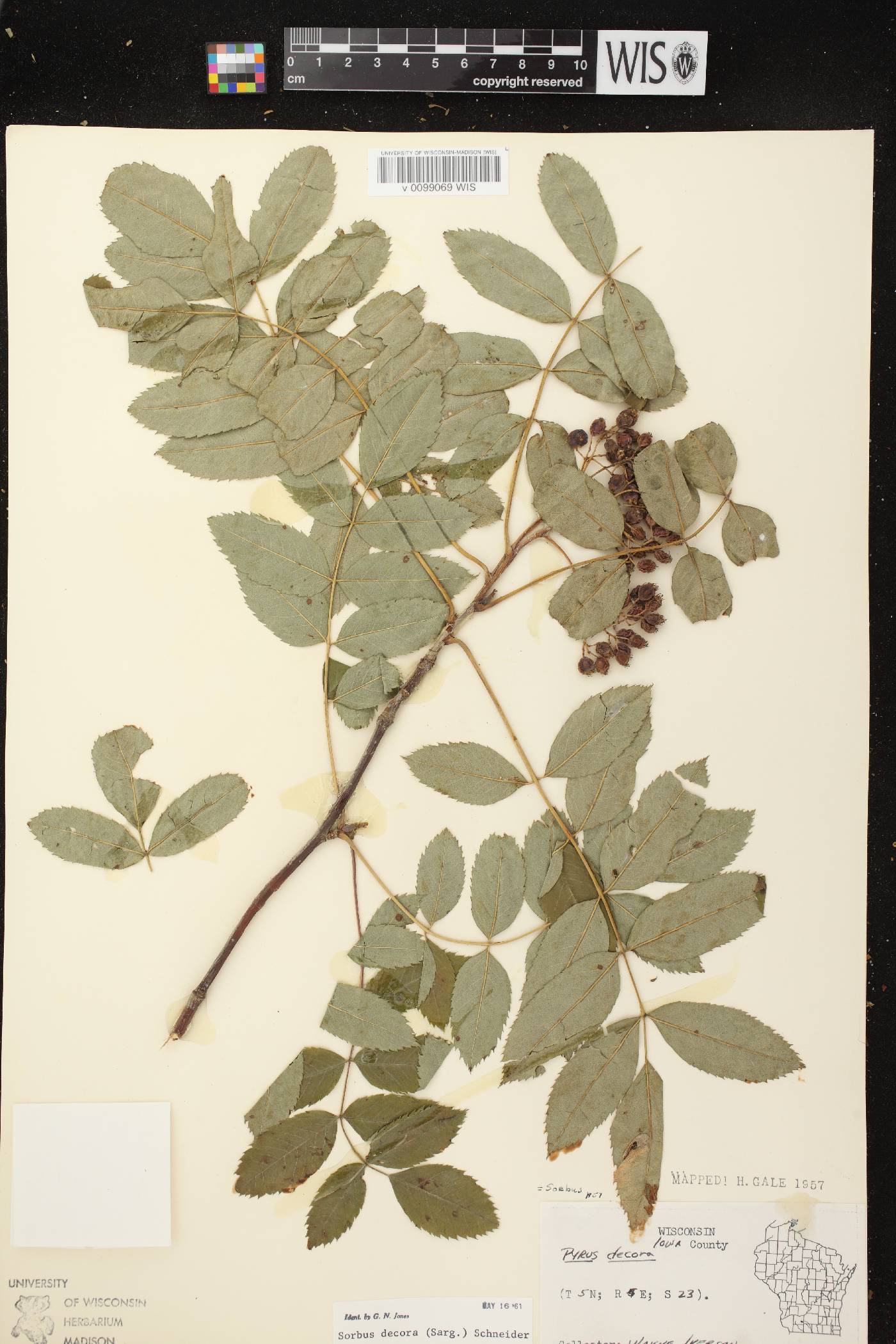 Sorbus decora image