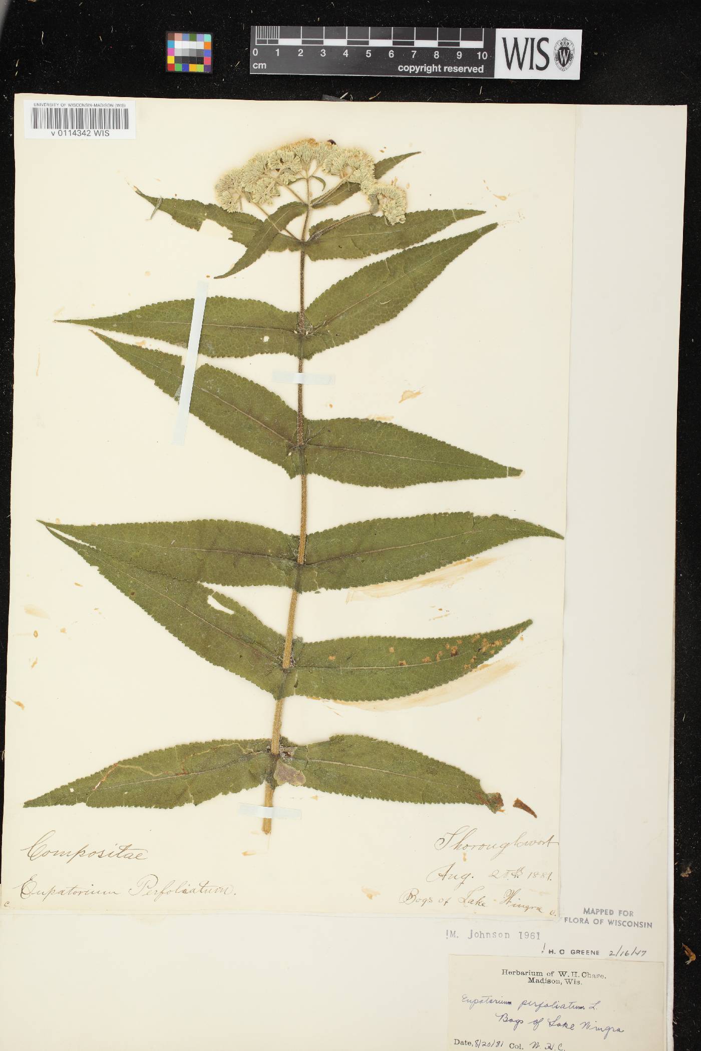 Eupatorium perfoliatum image
