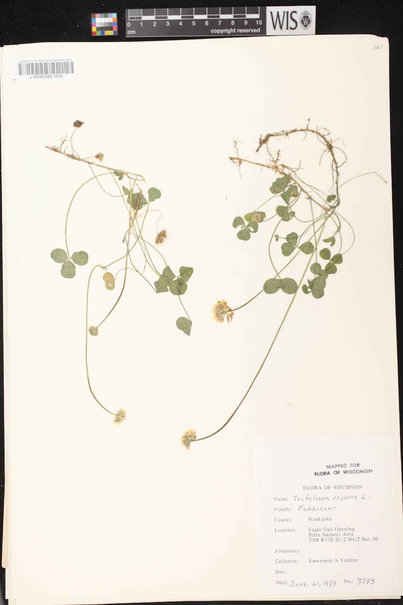 Trifolium repens image