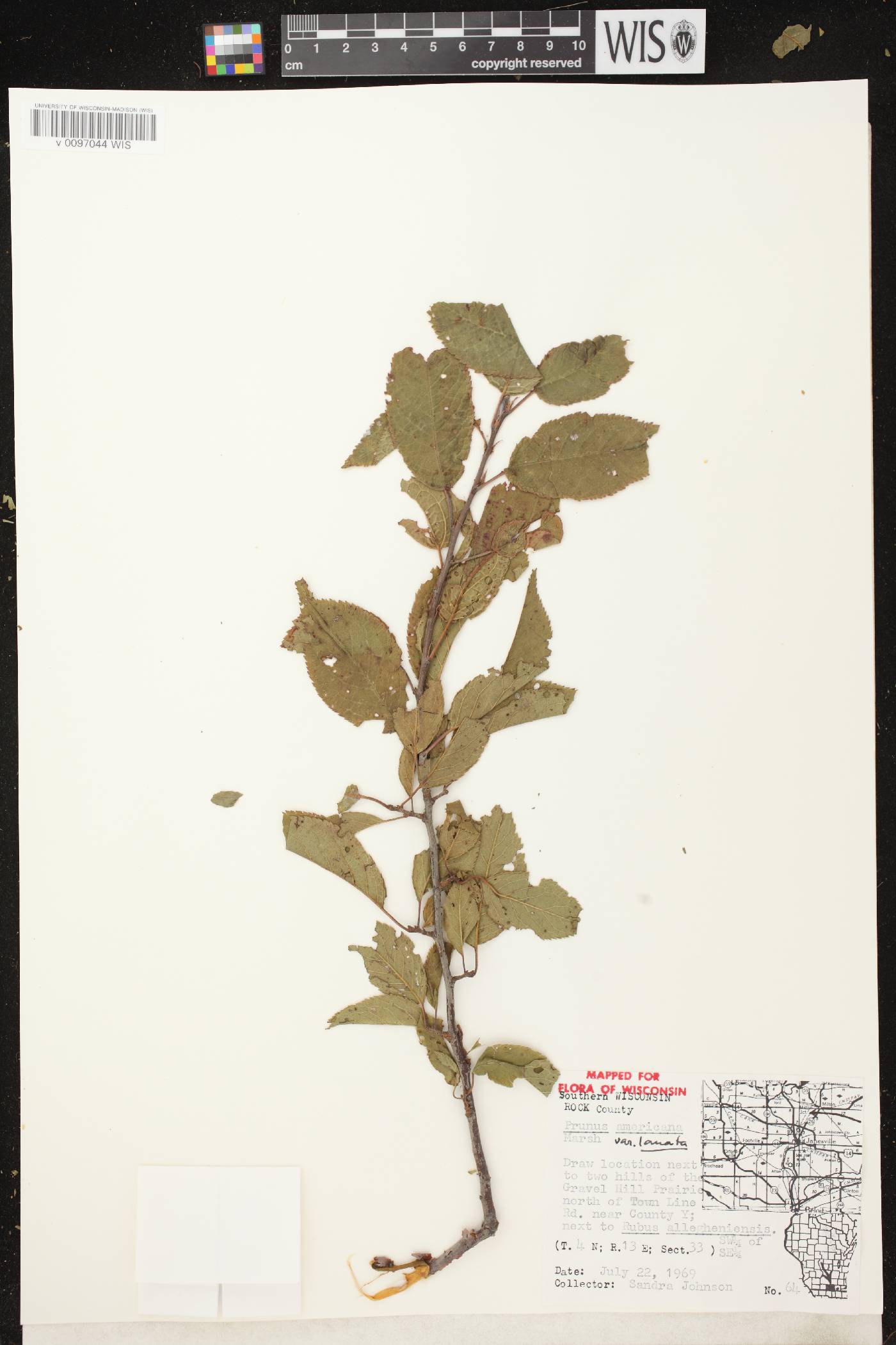 Prunus americana image