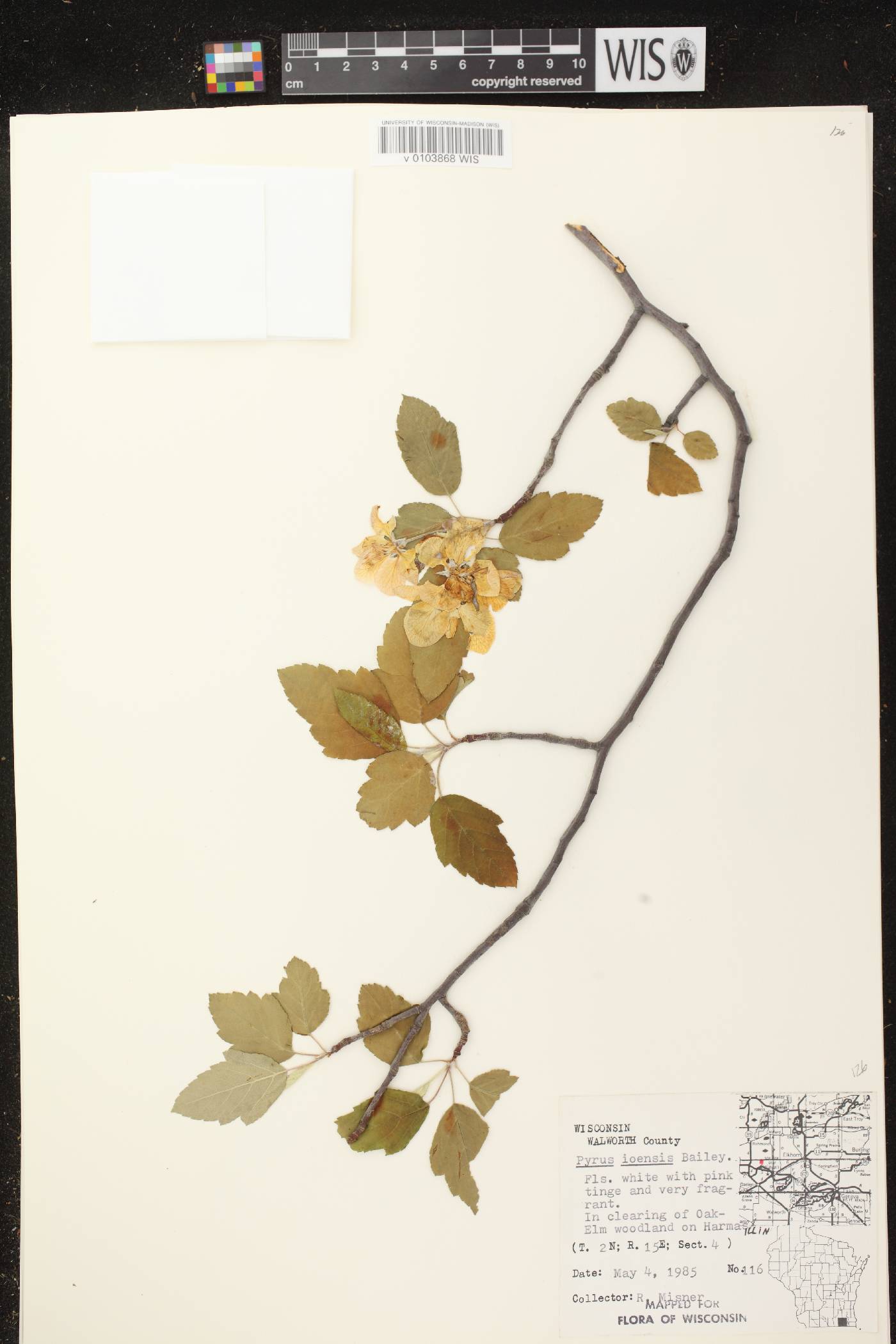 Malus ioensis image