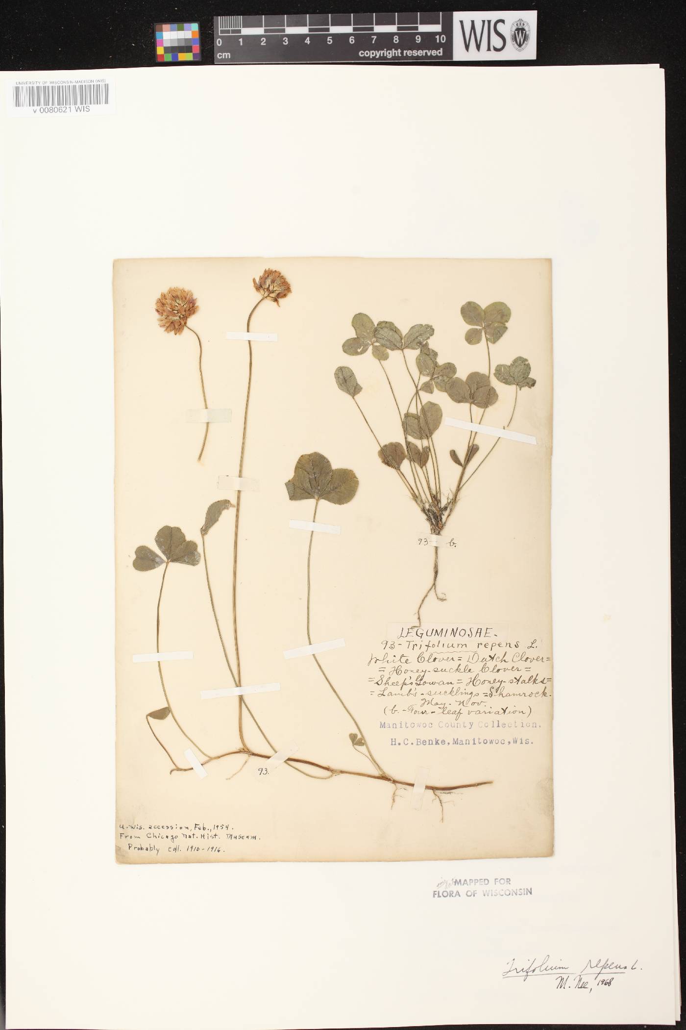 Trifolium repens image