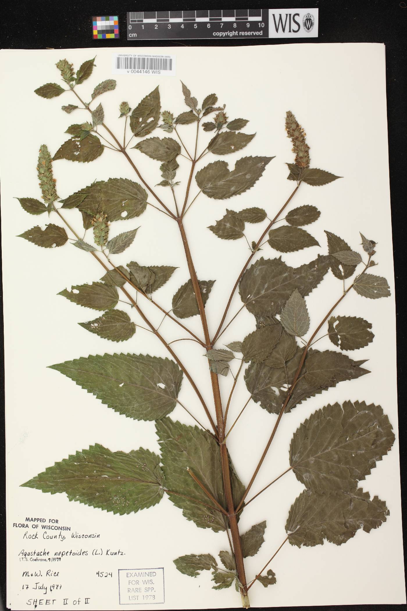 Agastache nepetoides image