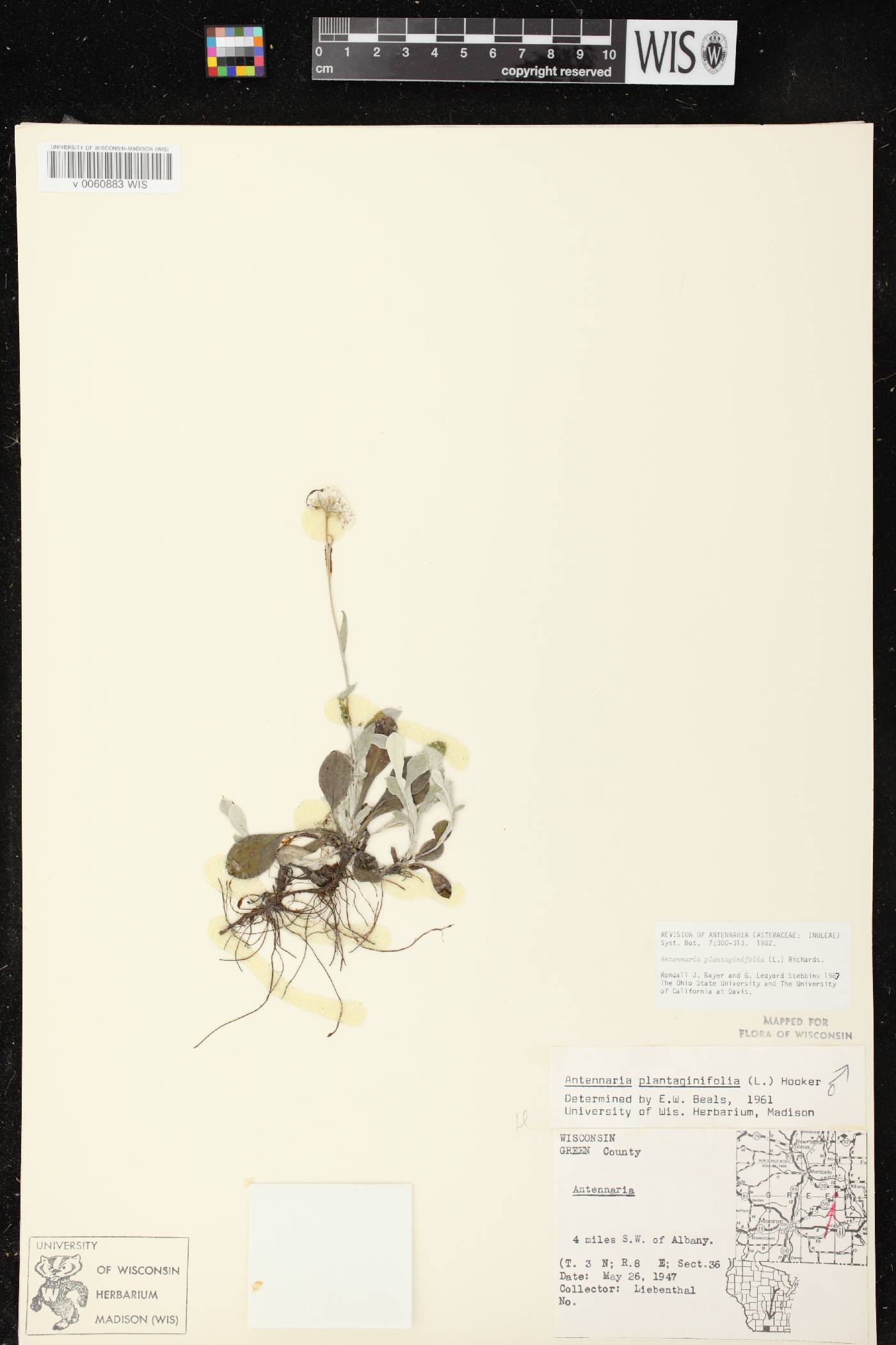 Antennaria plantaginifolia image