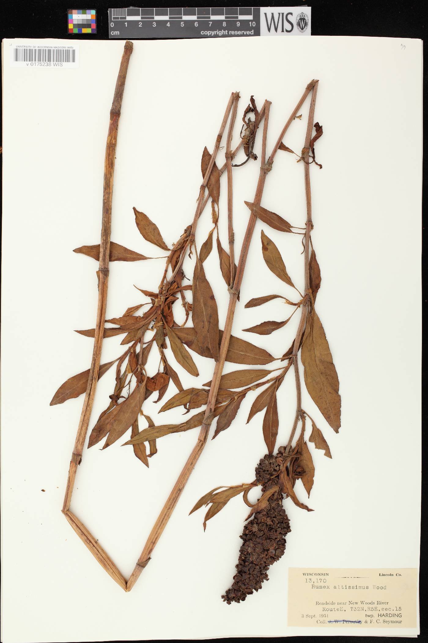 Rumex altissimus image