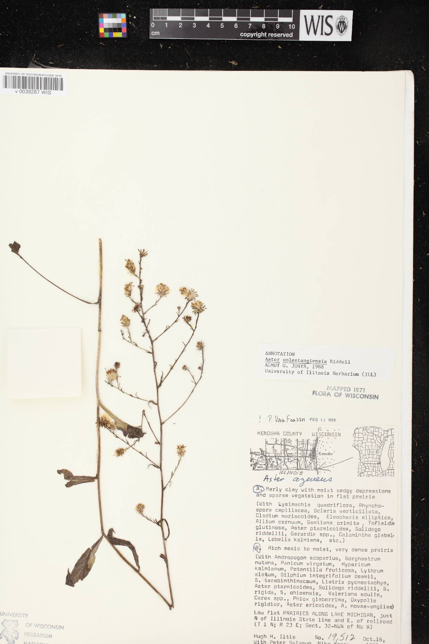 Symphyotrichum oolentangiense image