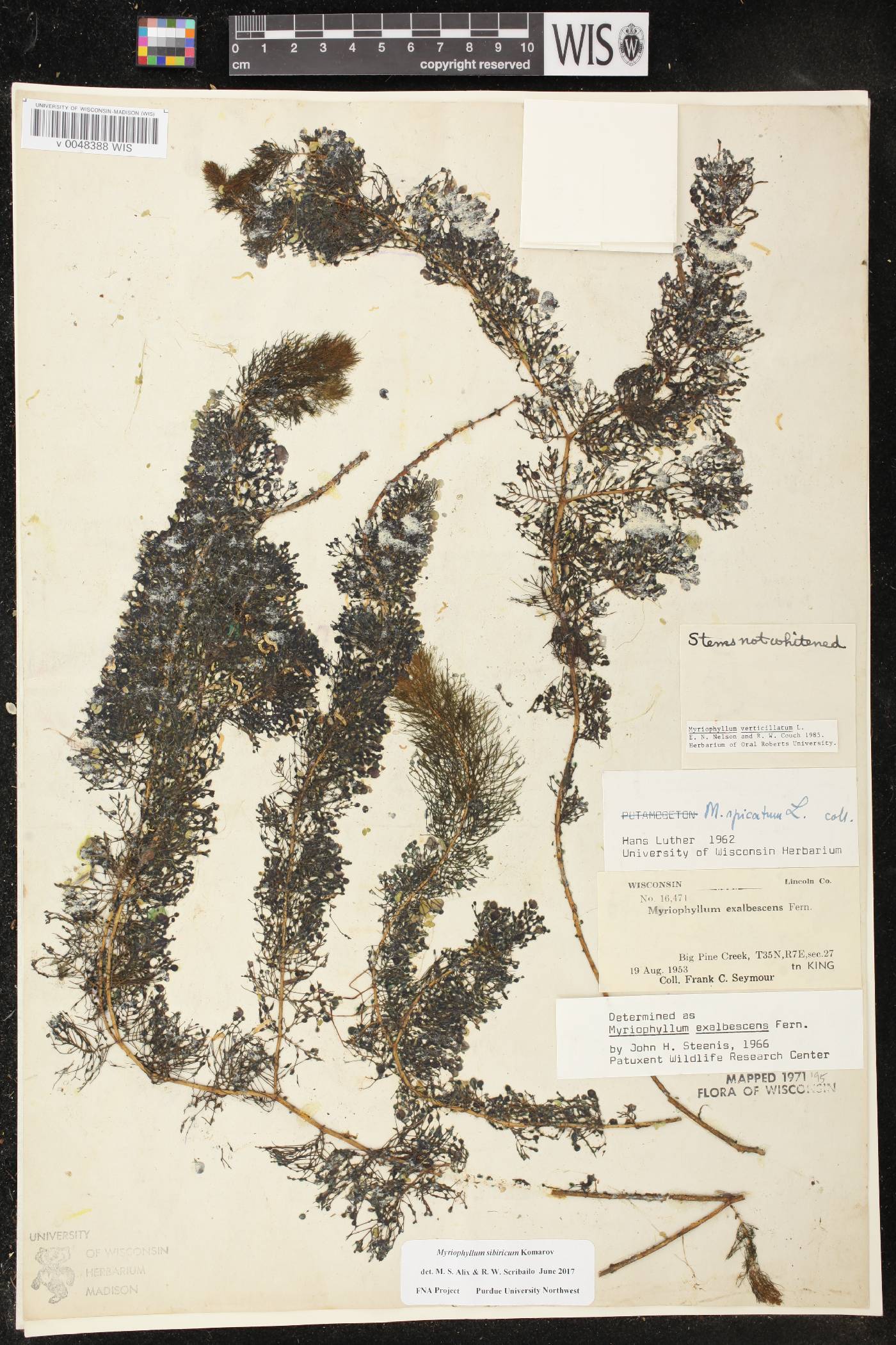 Myriophyllum verticillatum image