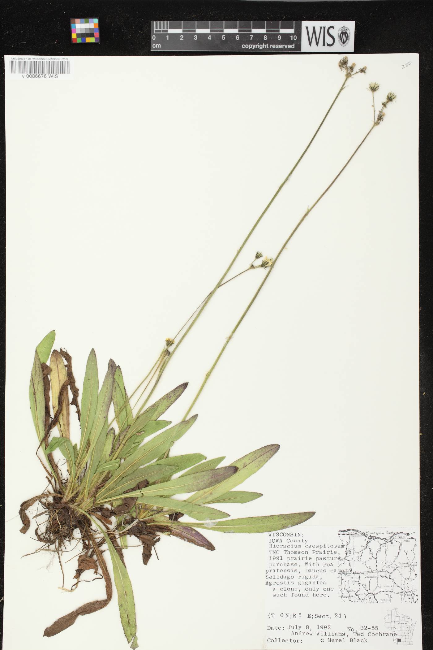 Hieracium caespitosum image