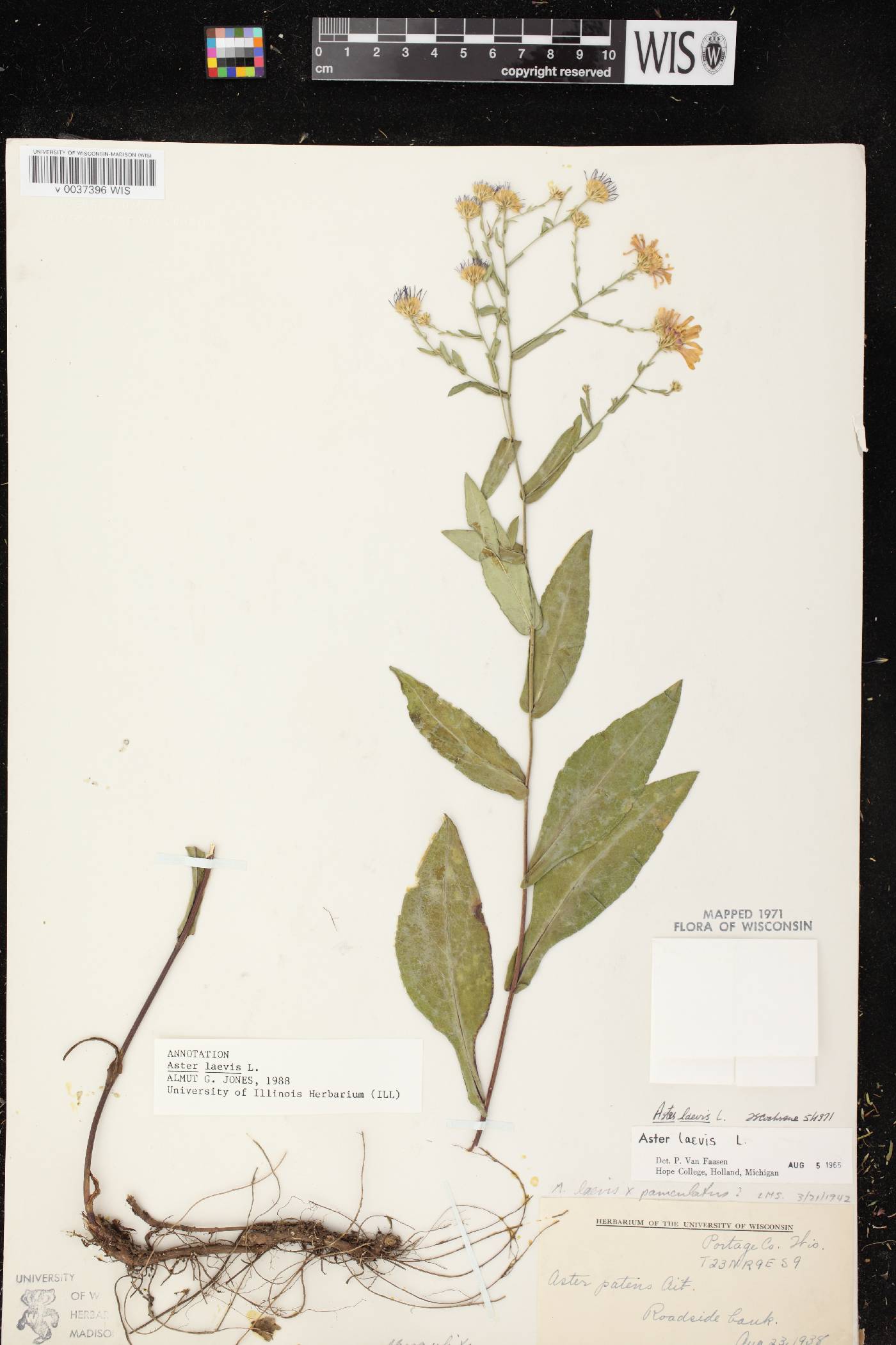Symphyotrichum laeve image