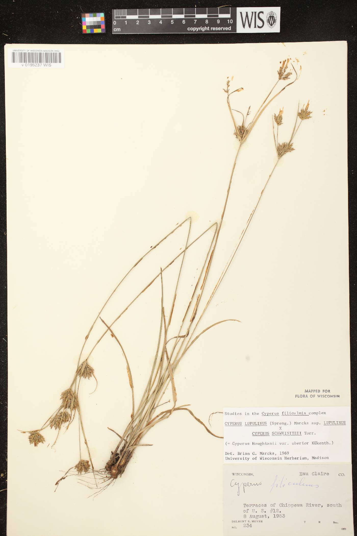 Cyperus X mesochorus image