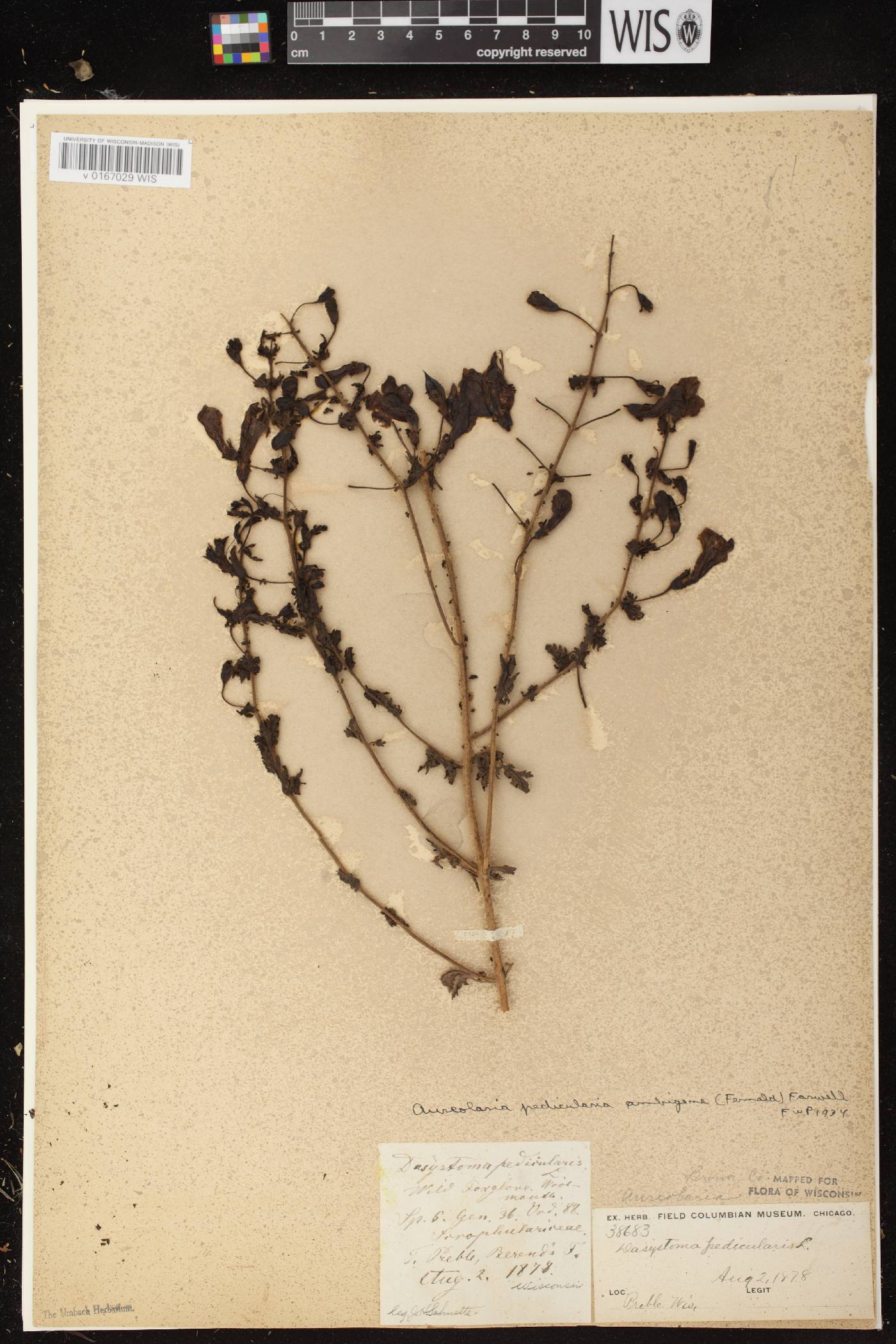 Aureolaria pedicularia image