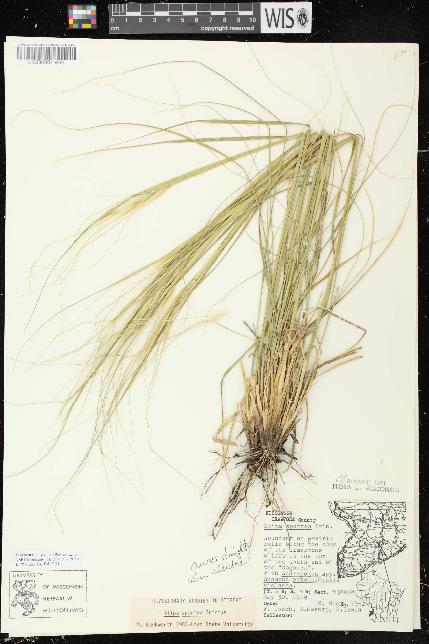 Hesperostipa spartea image
