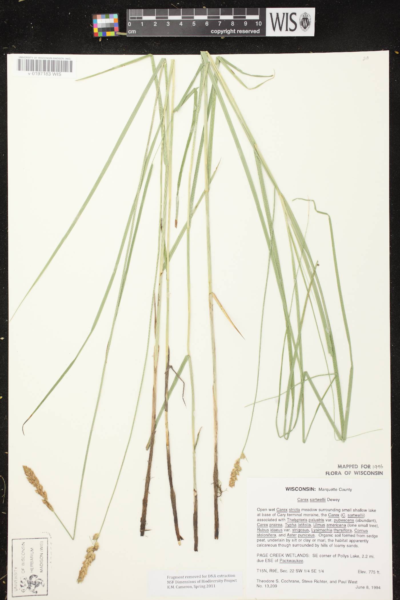 Carex sartwellii image
