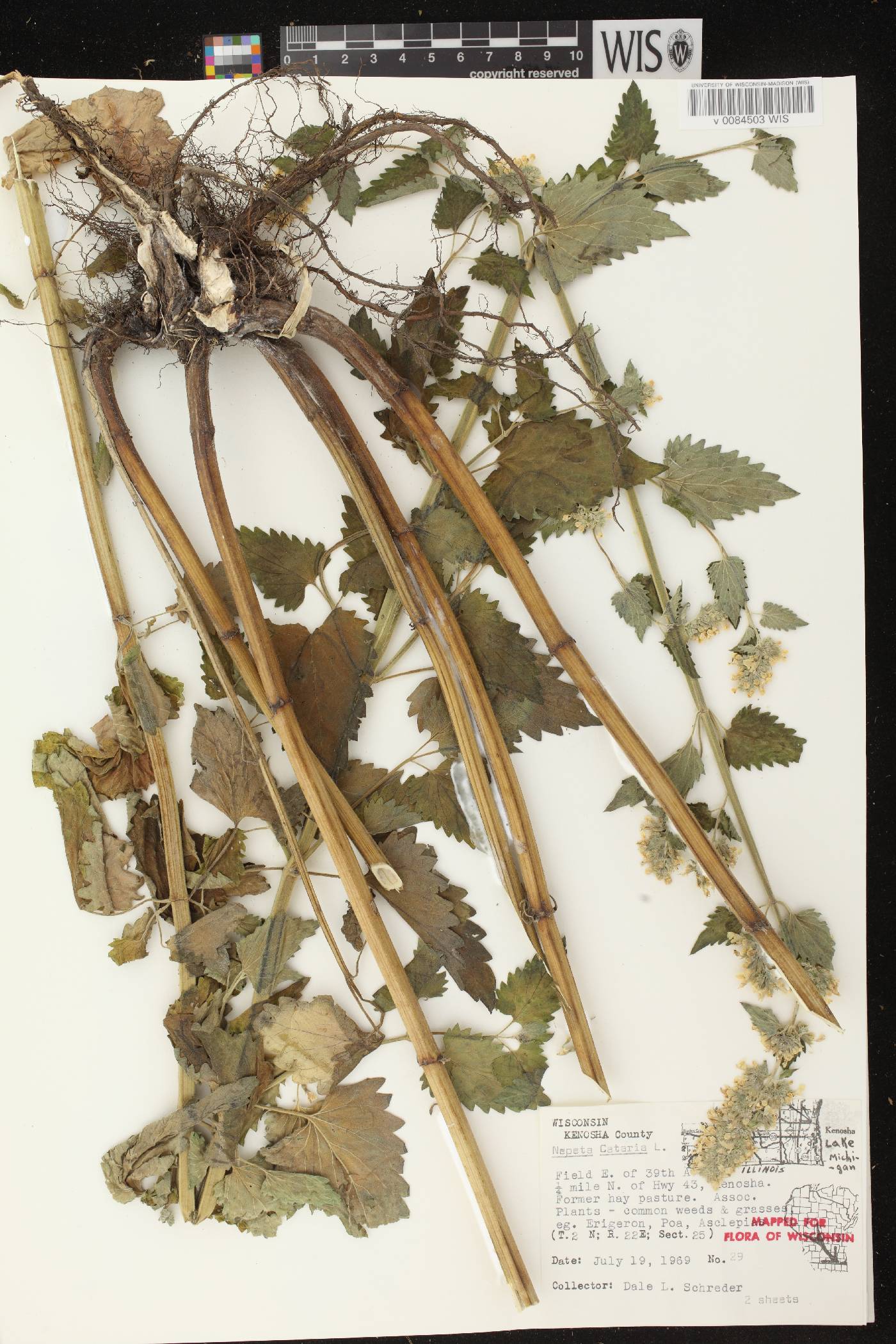 Nepeta cataria image