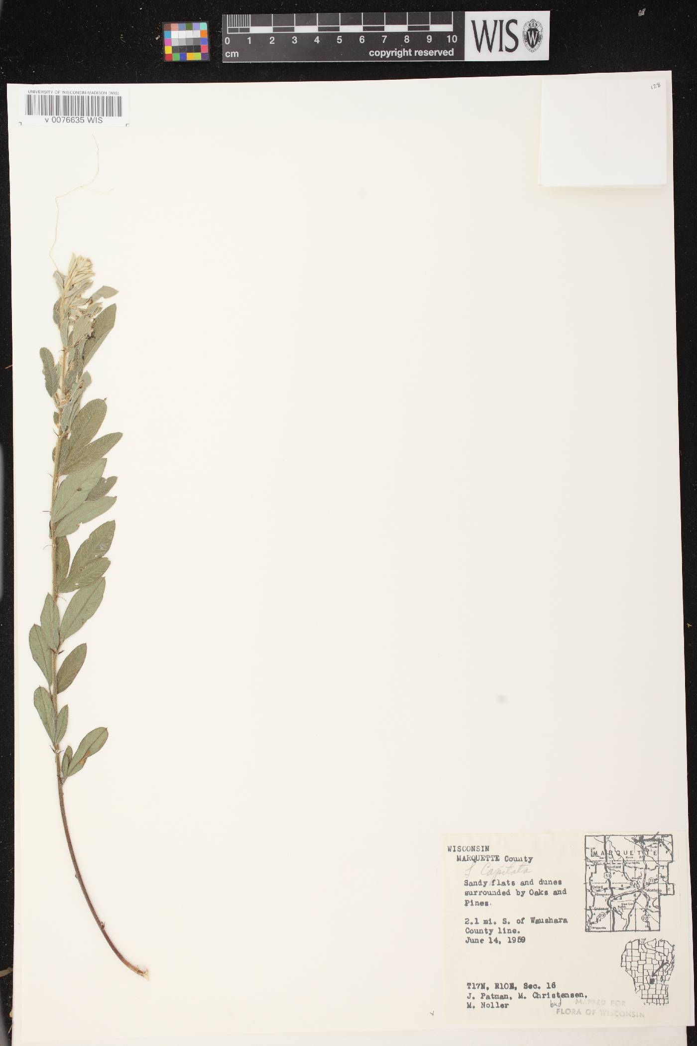 Lespedeza capitata image