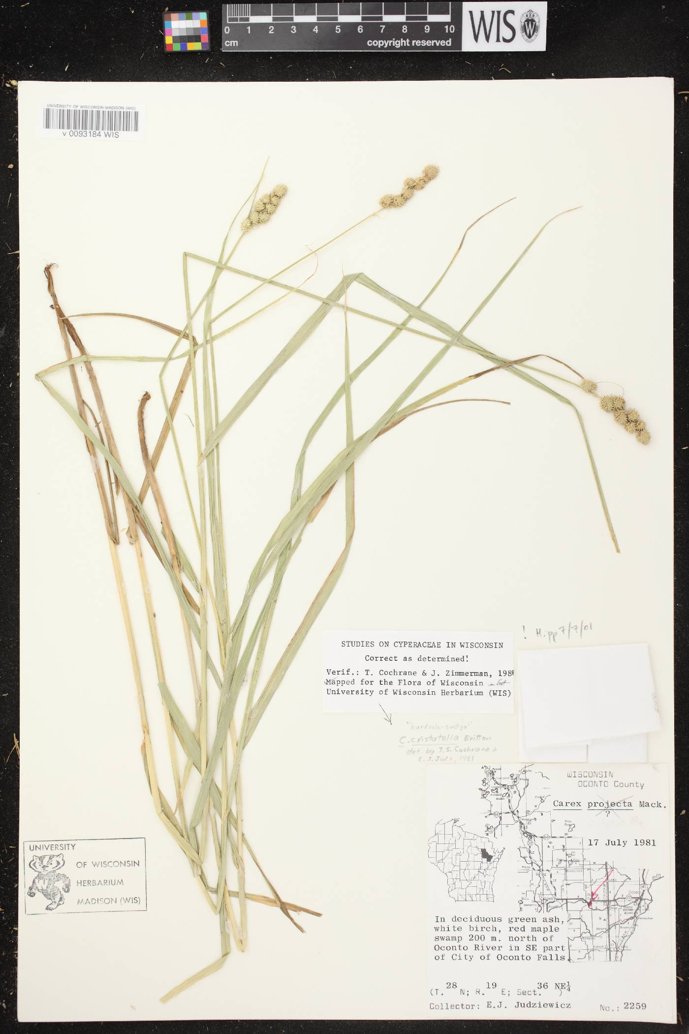 Carex cristatella image