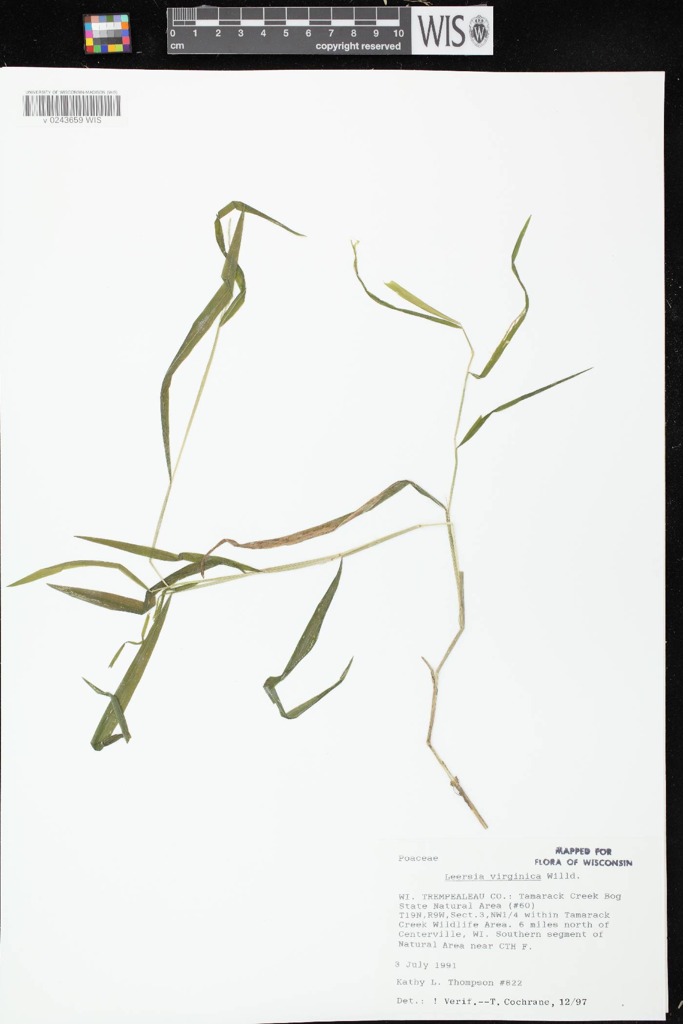 Leersia virginica image