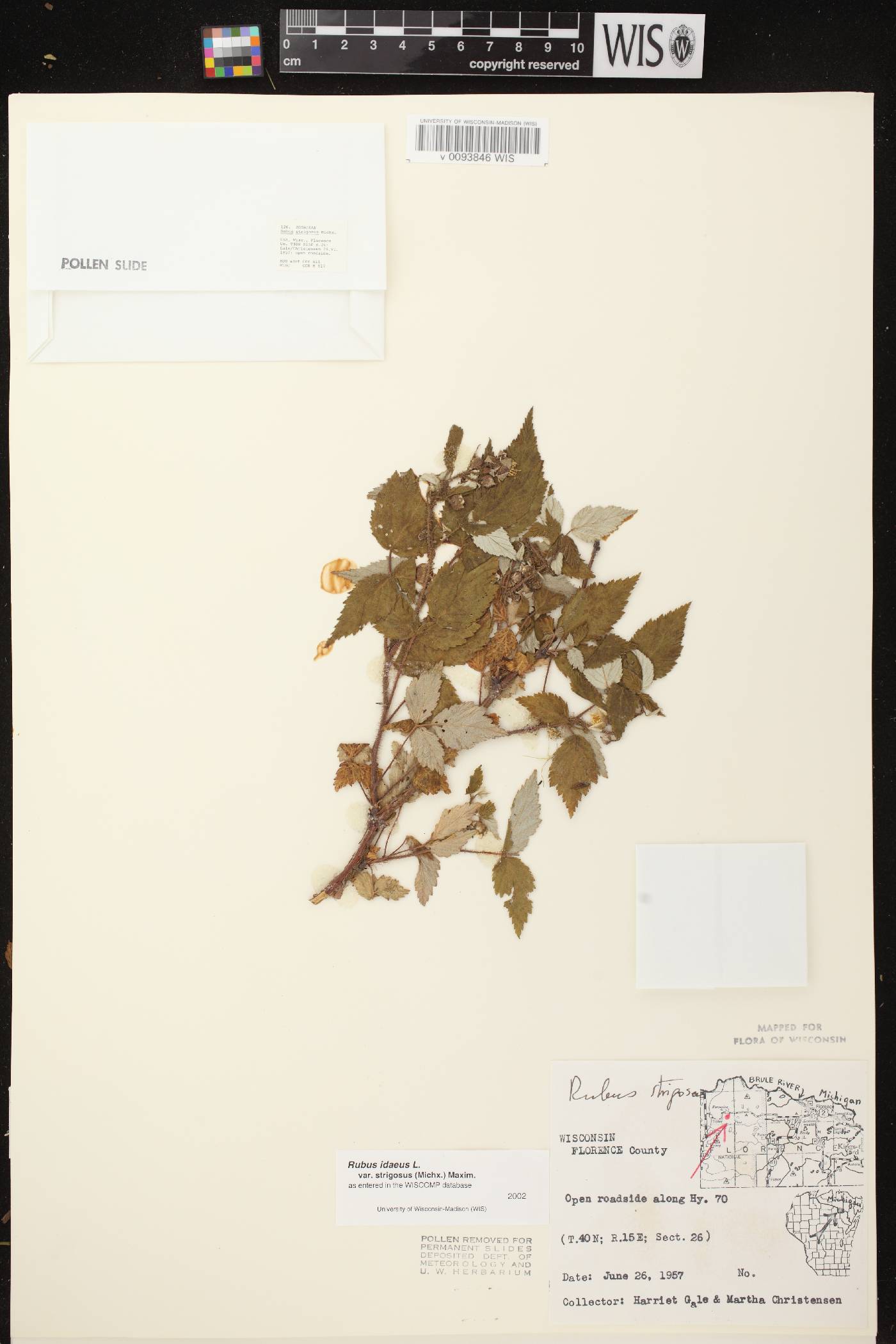 Rubus idaeus subsp. strigosus image