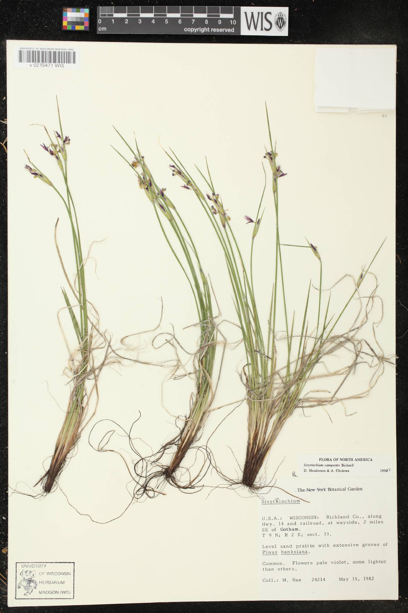 Sisyrinchium campestre image