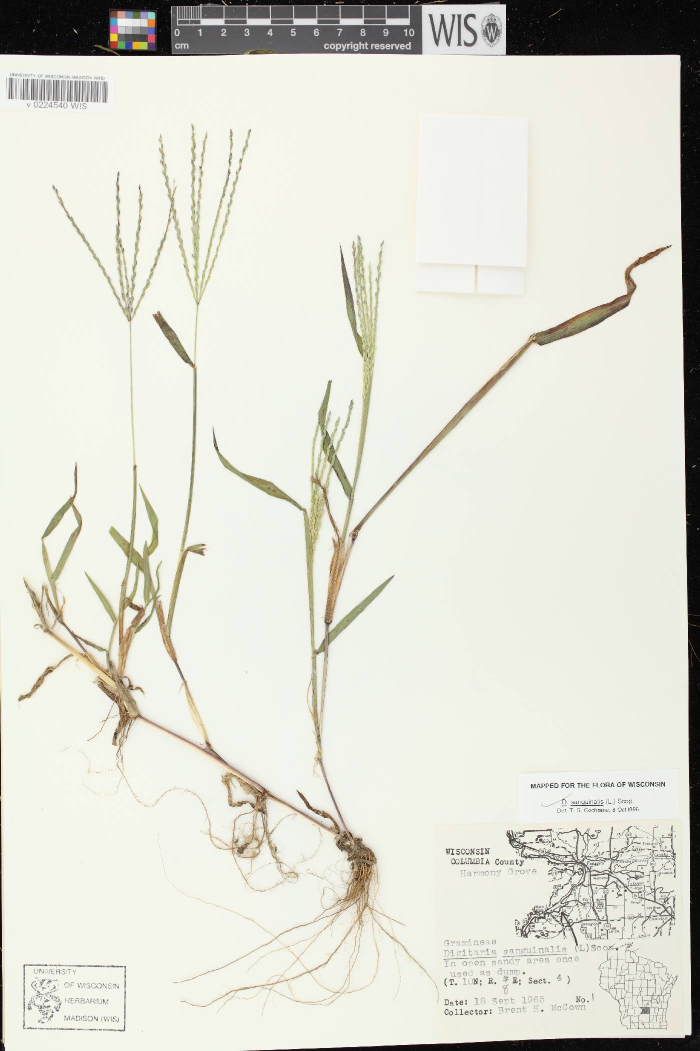 Digitaria sanguinalis image