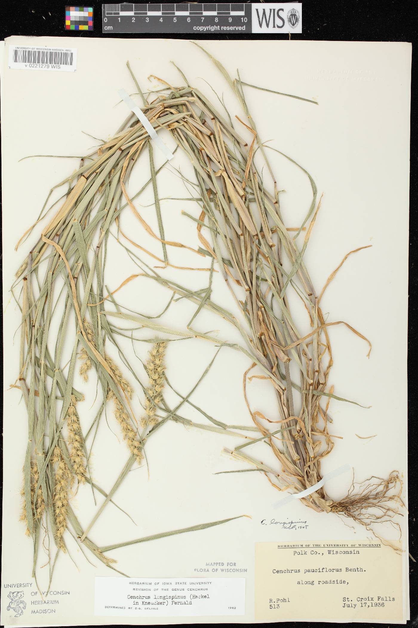 Cenchrus longispinus image