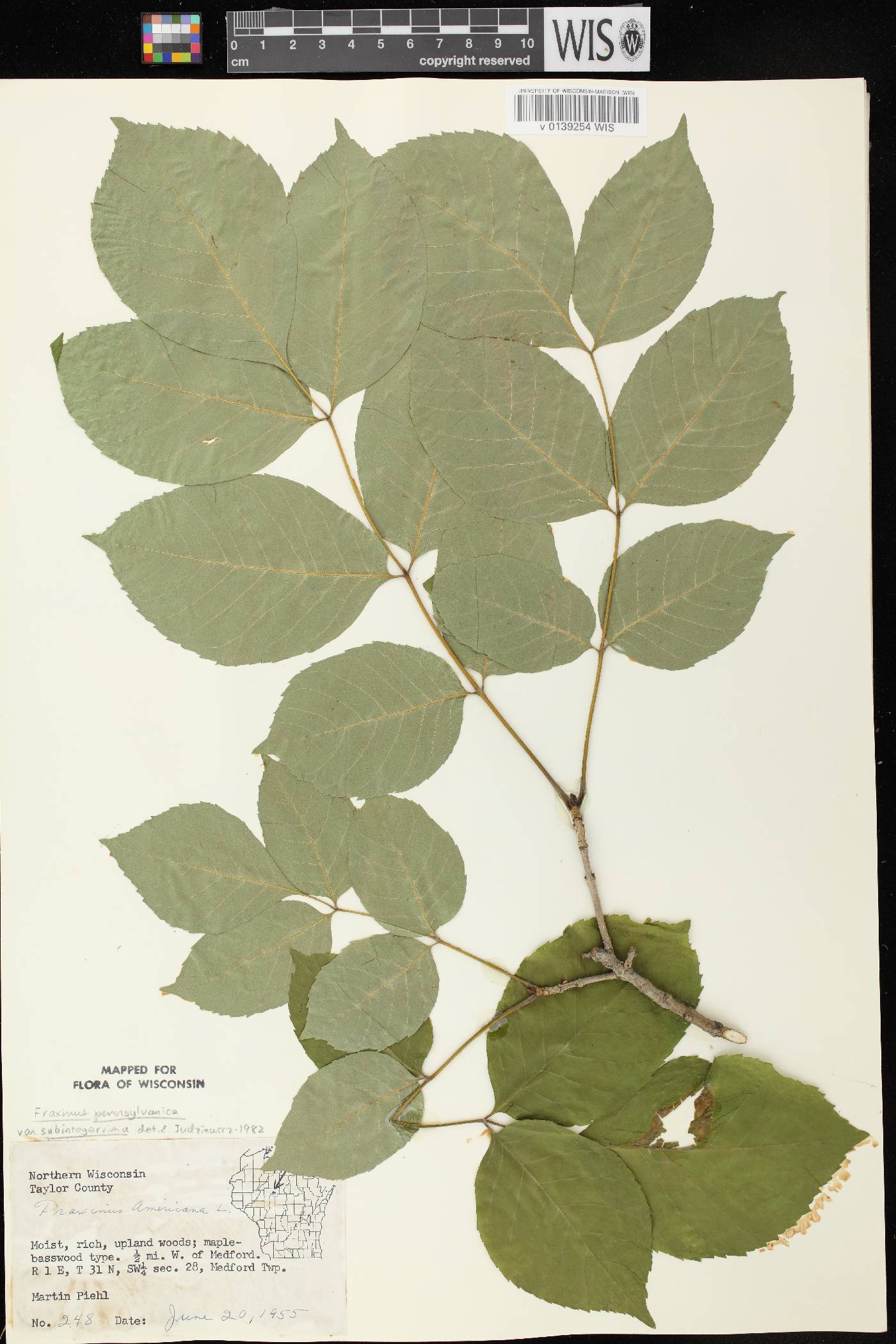 Fraxinus pennsylvanica image