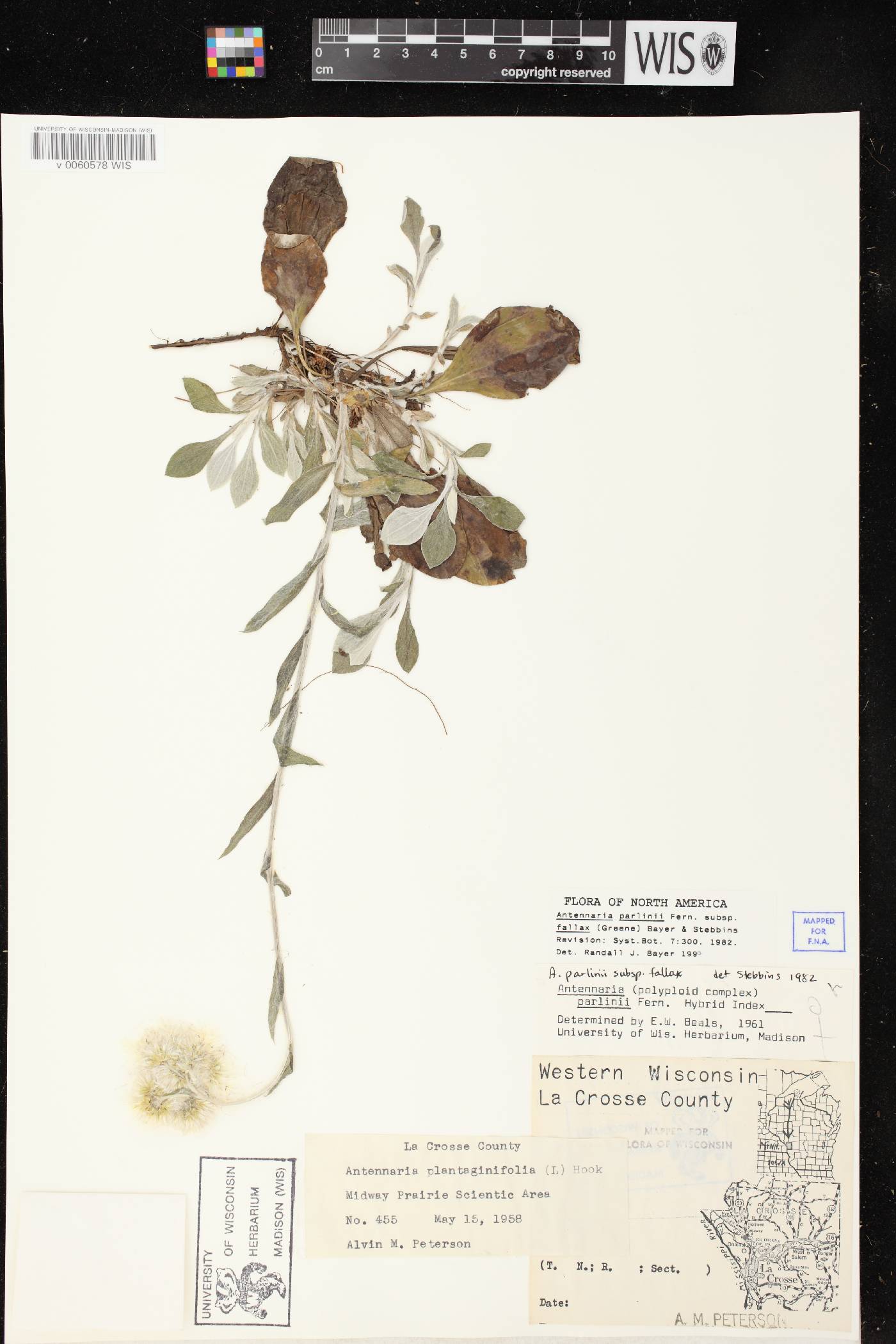 Antennaria parlinii subsp. fallax image