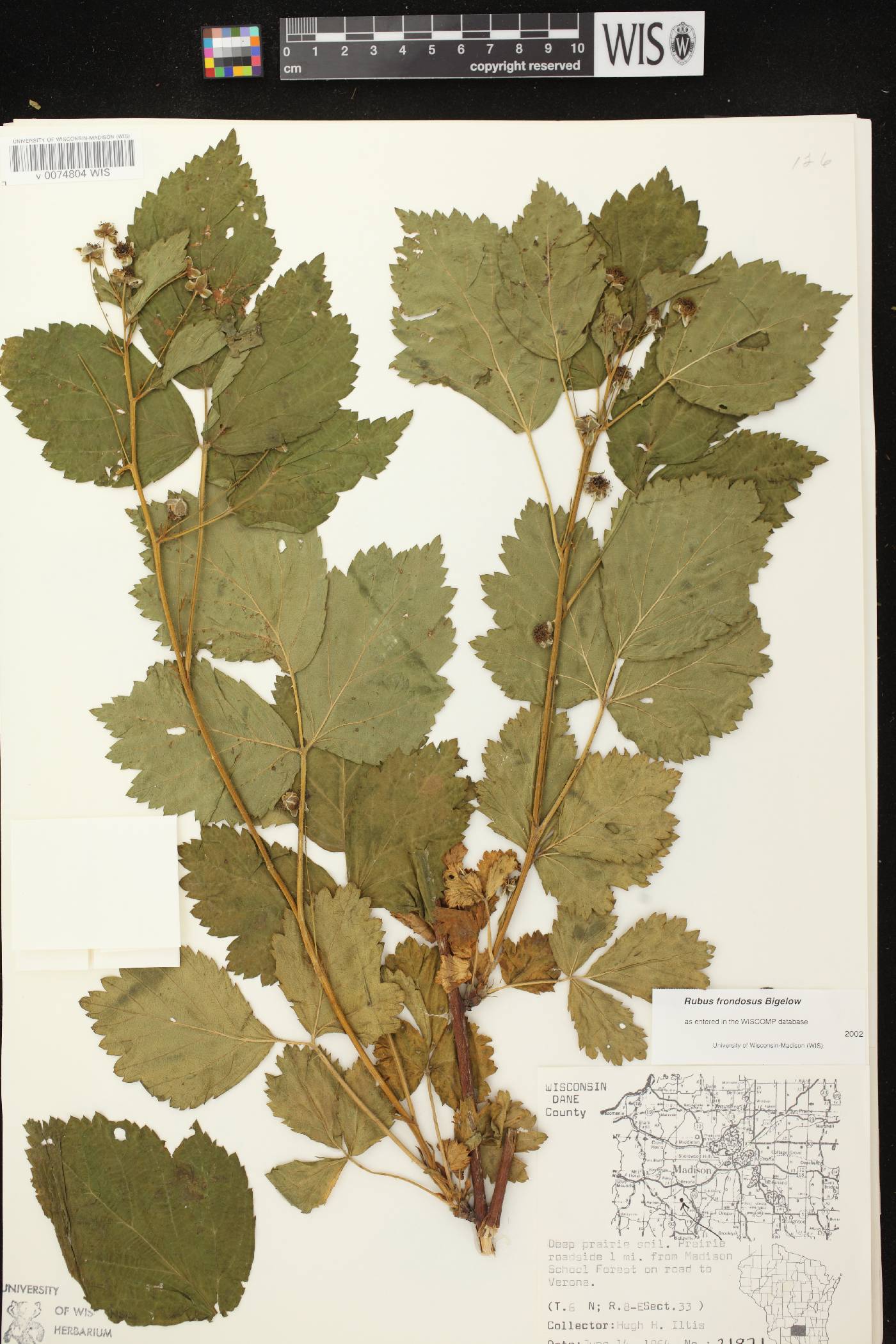 Rubus pensilvanicus image