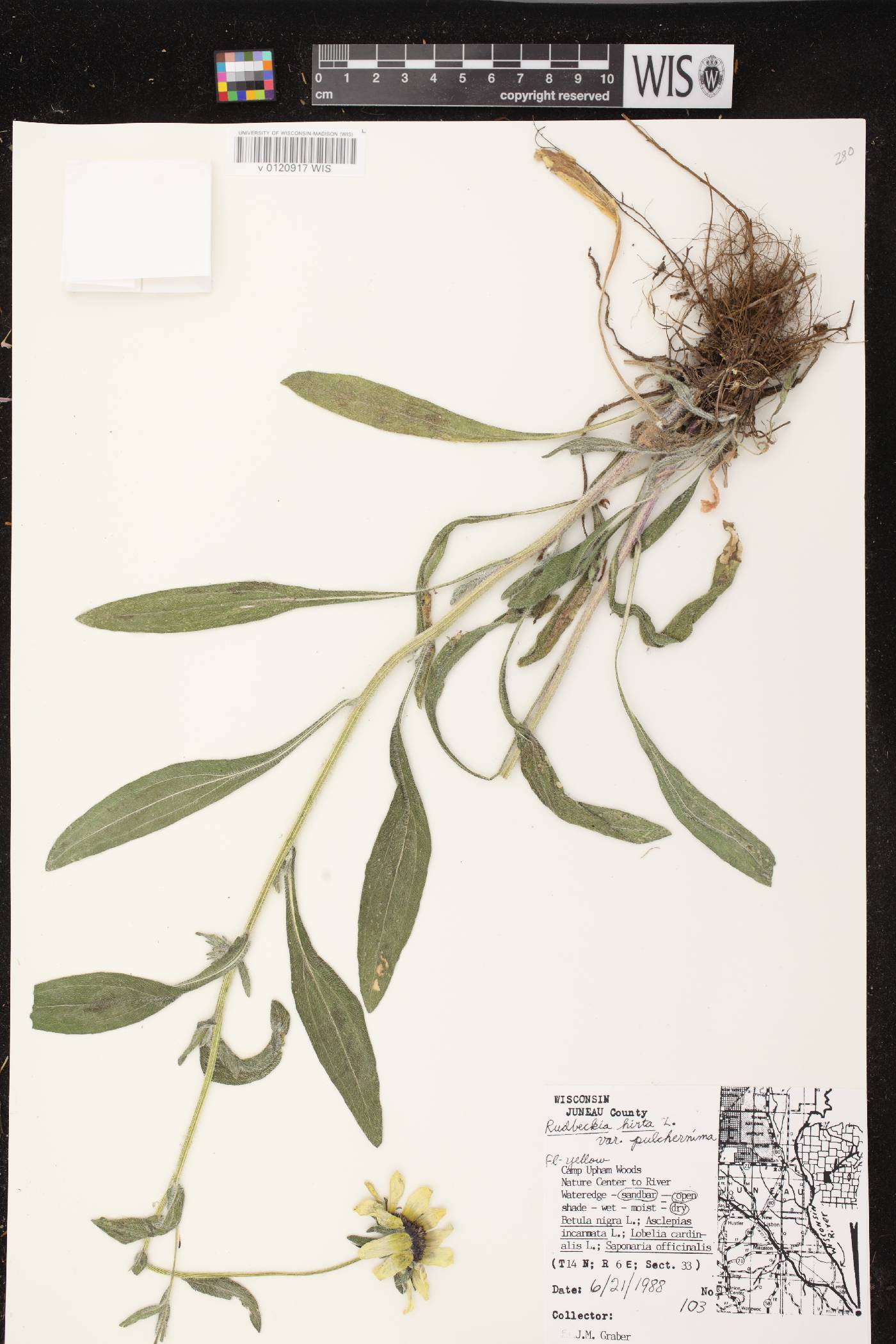 Rudbeckia hirta var. pulcherrima image