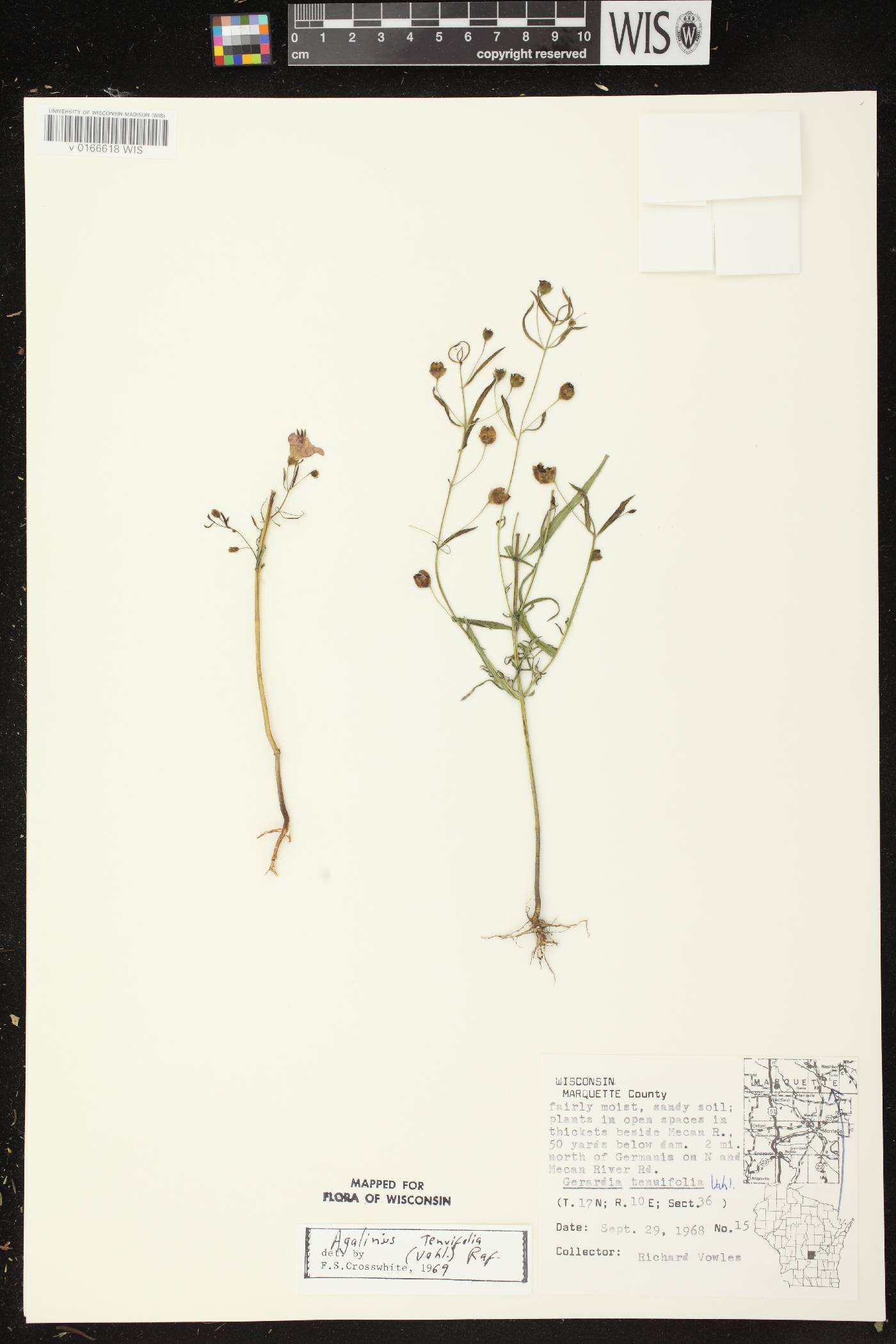 Agalinis tenuifolia image
