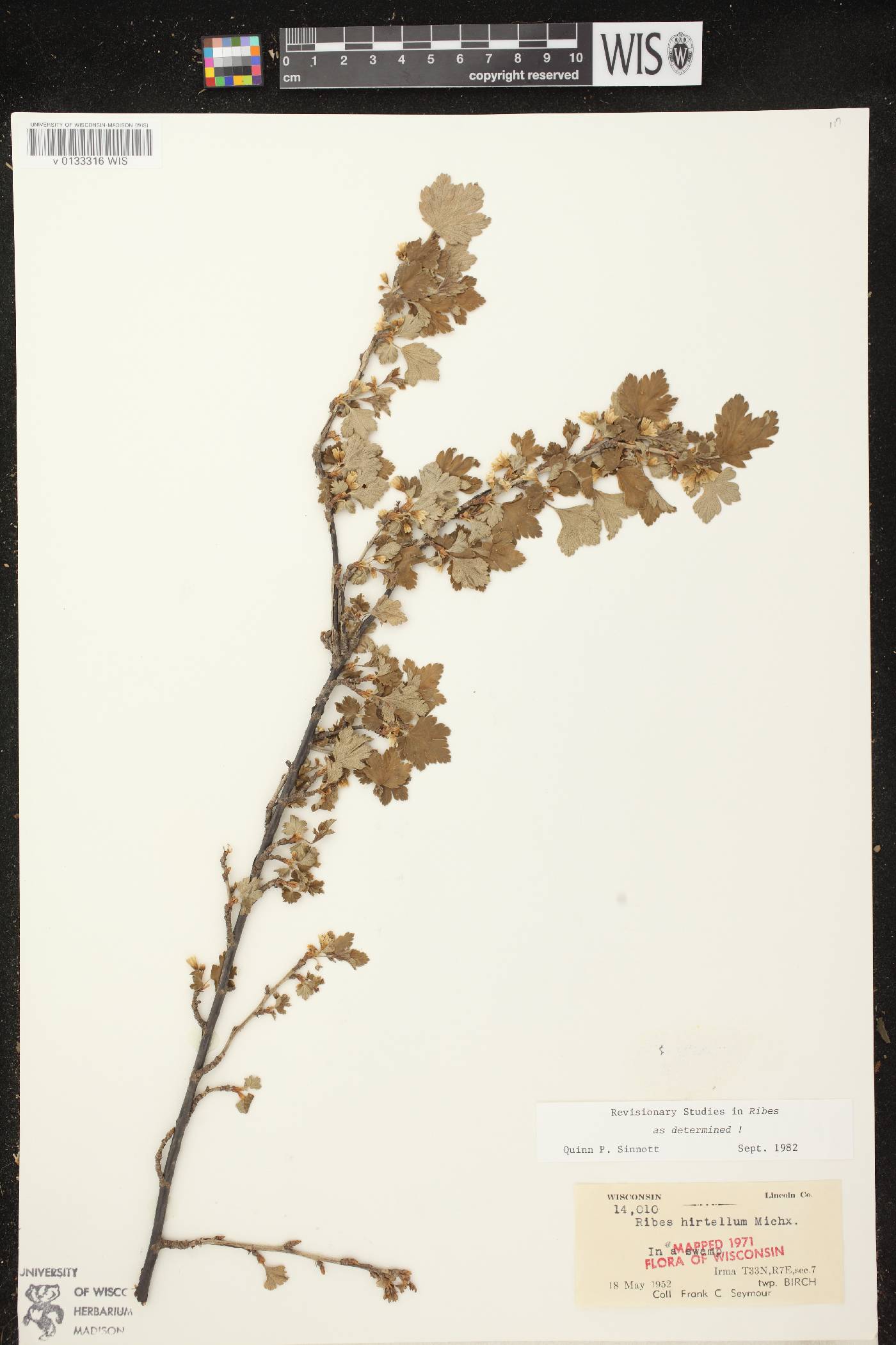 Ribes hirtellum image