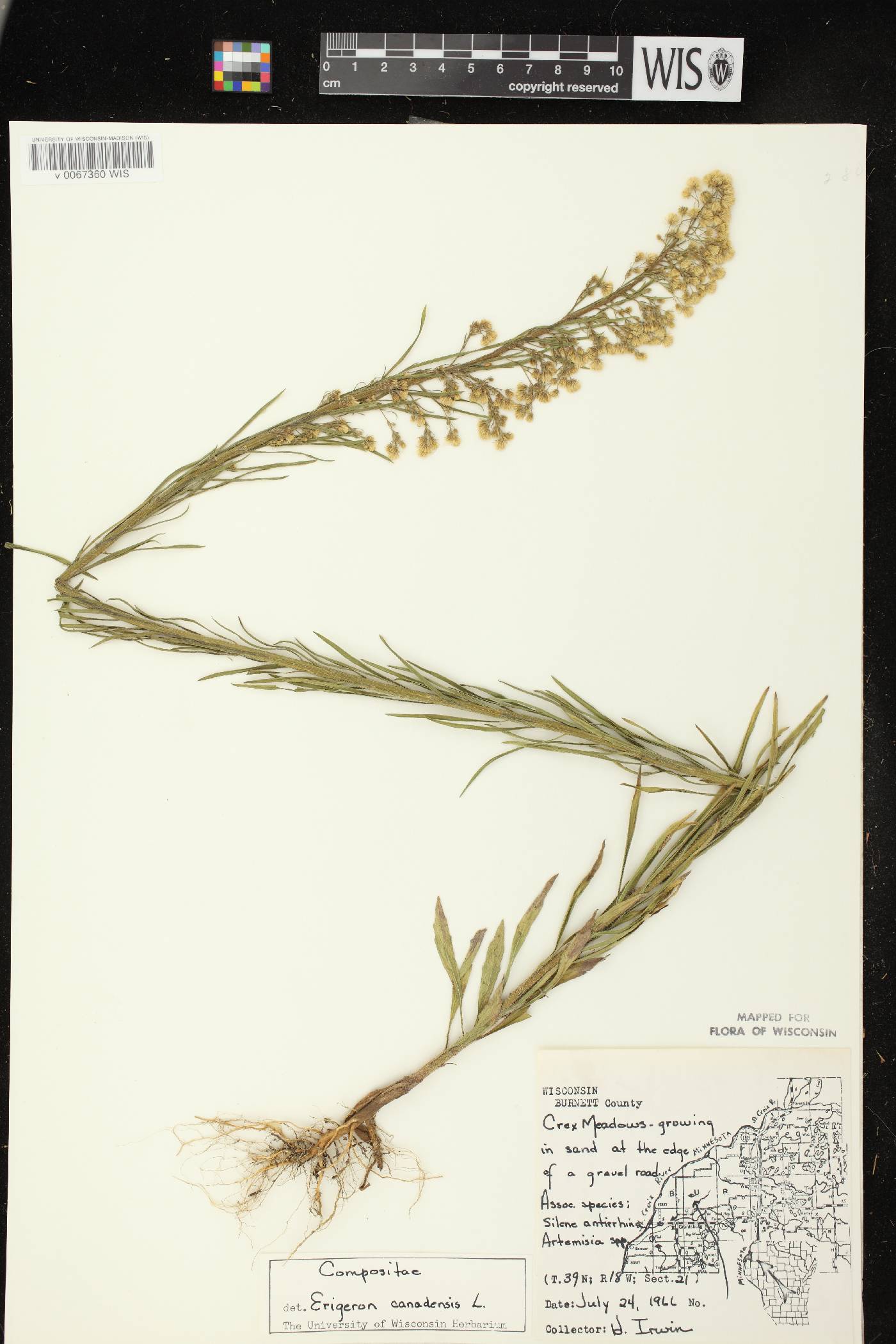 Conyza canadensis image