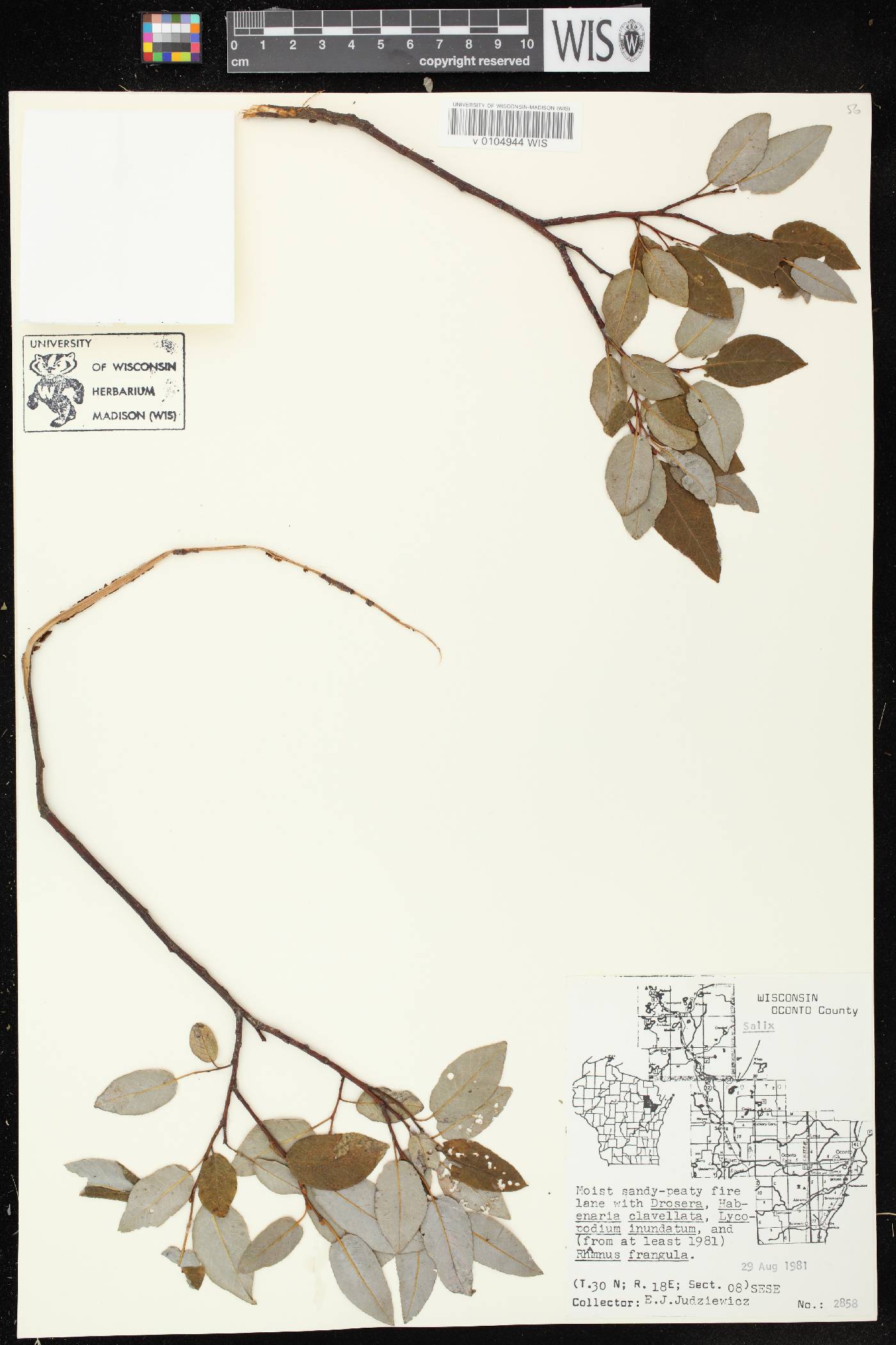 Salix pyrifolia image