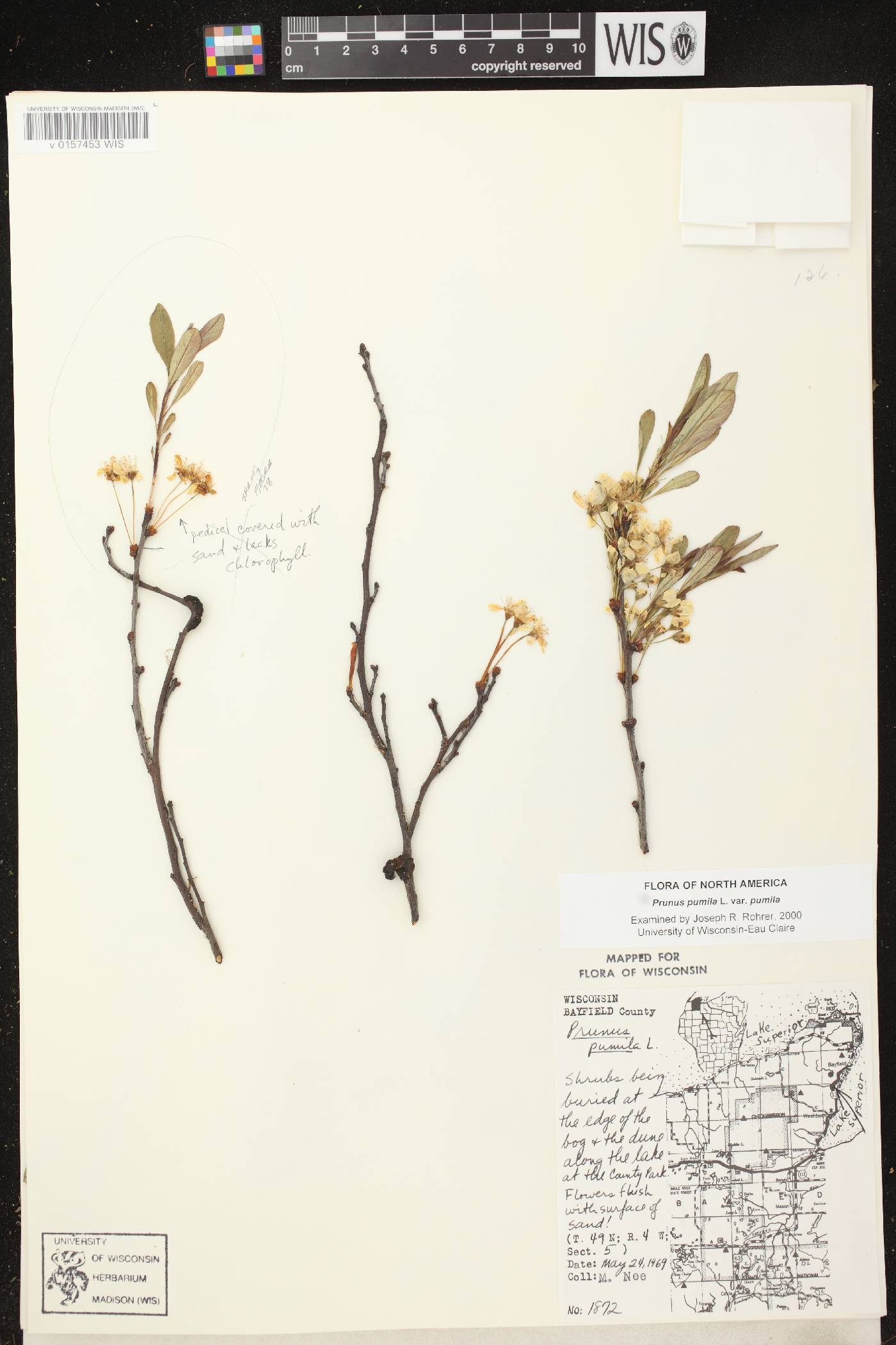 Prunus pumila image