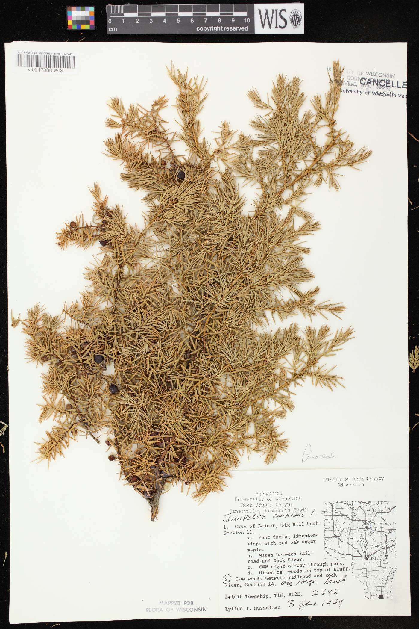 Juniperus communis image