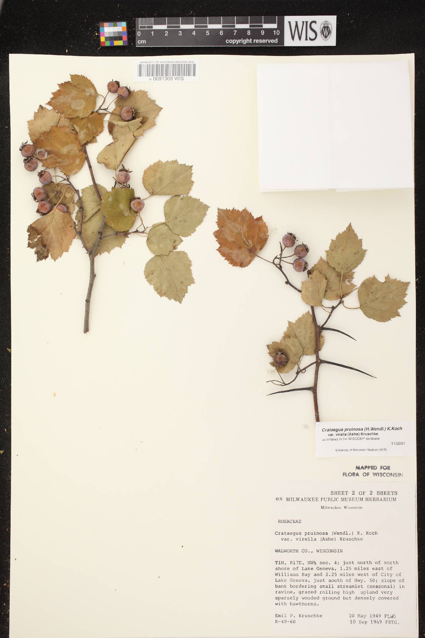 Crataegus pruinosa var. virella image