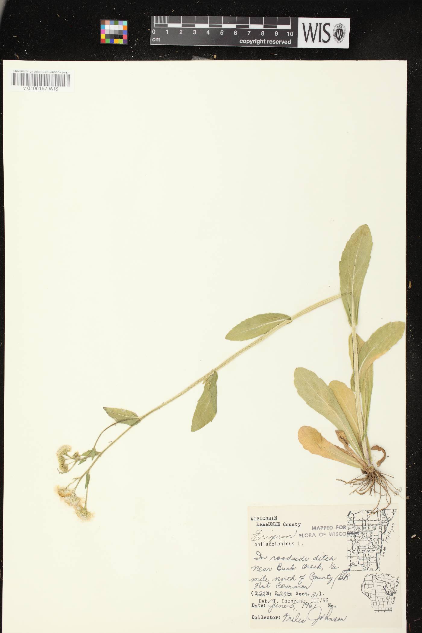 Erigeron philadelphicus var. philadelphicus image